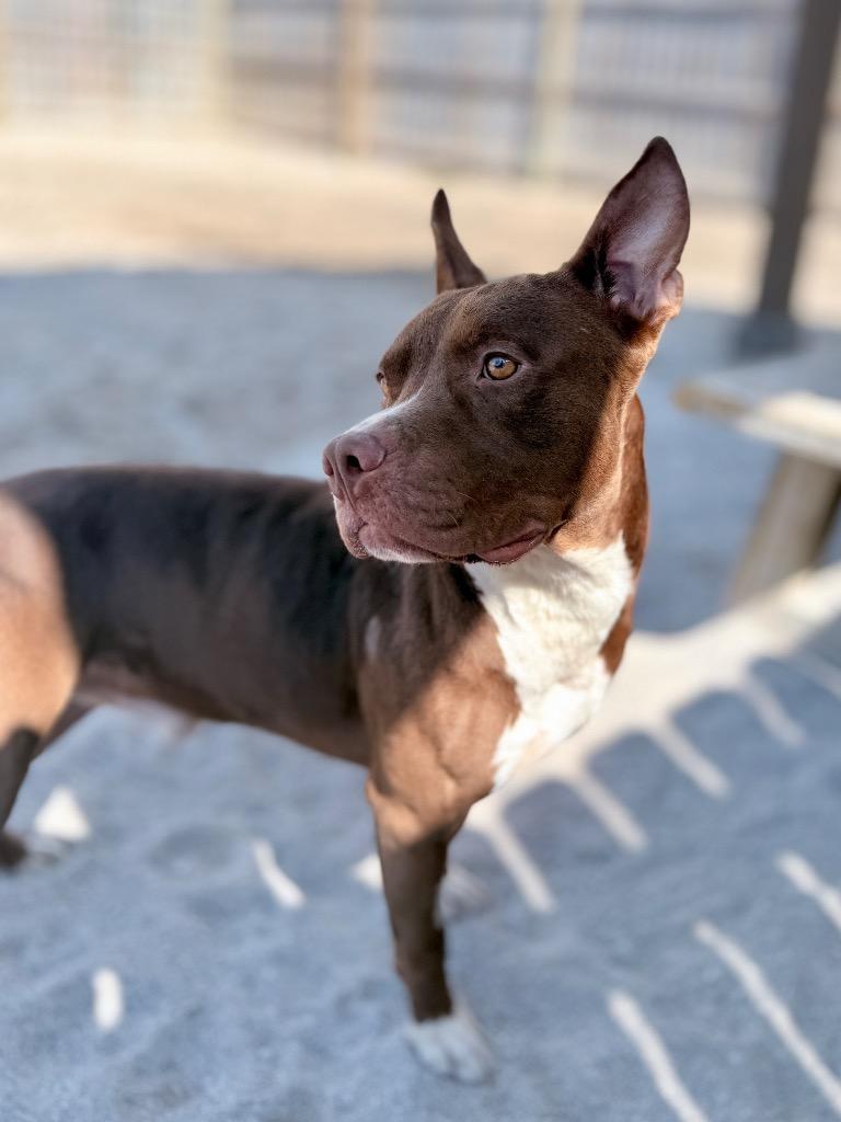 Enlarge Feddi (foster), a Adoptable Mixed Breed in Muskegon, MI image 3/4