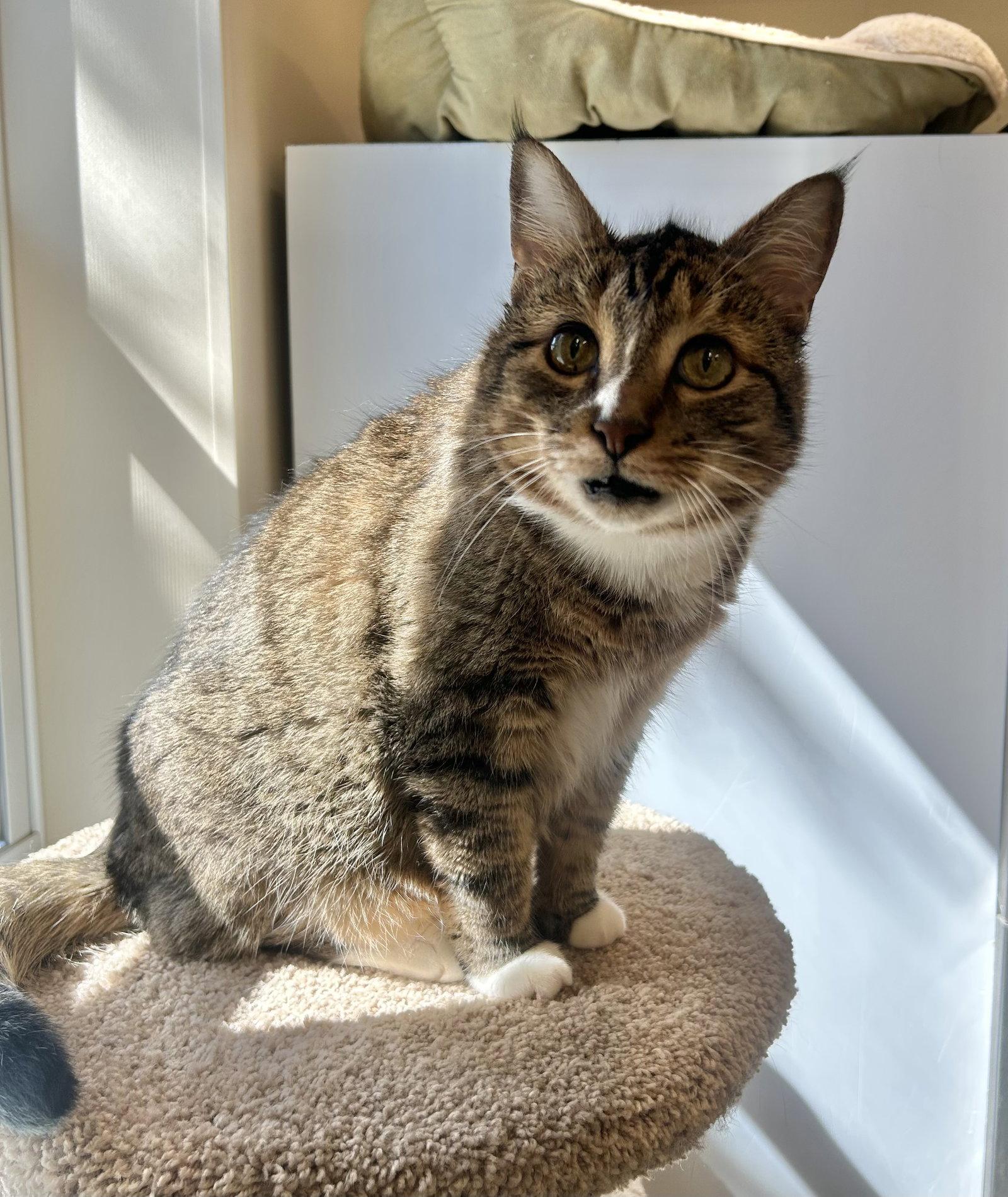 Biff, Adoptable, Adult Male Domestic Short Hair.
