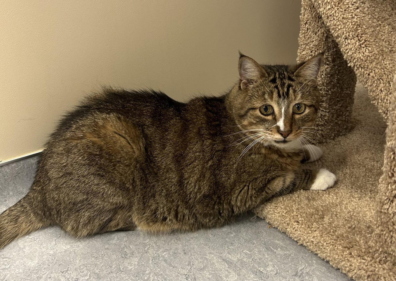 Enlarge Biff, a Adoptable Domestic Short Hair in Arlington, VT image 2/3