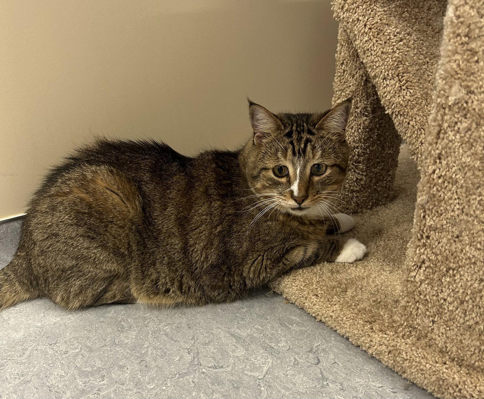 Enlarge Biff, a Adoptable Domestic Short Hair in Arlington, VT image 3/3
