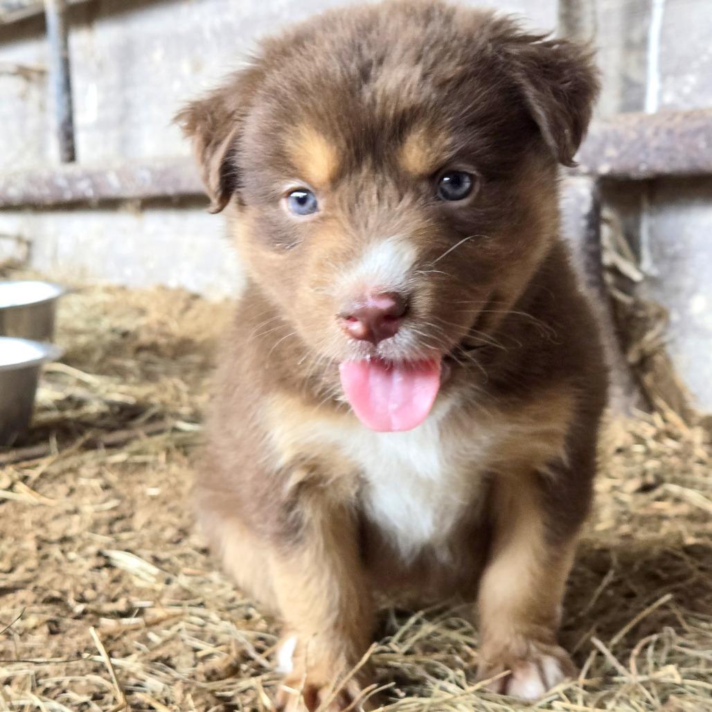 Enlarge Mila, a Adoptable Belgian Shepherd / Sheepdog in Harlingen, TX image 1/2