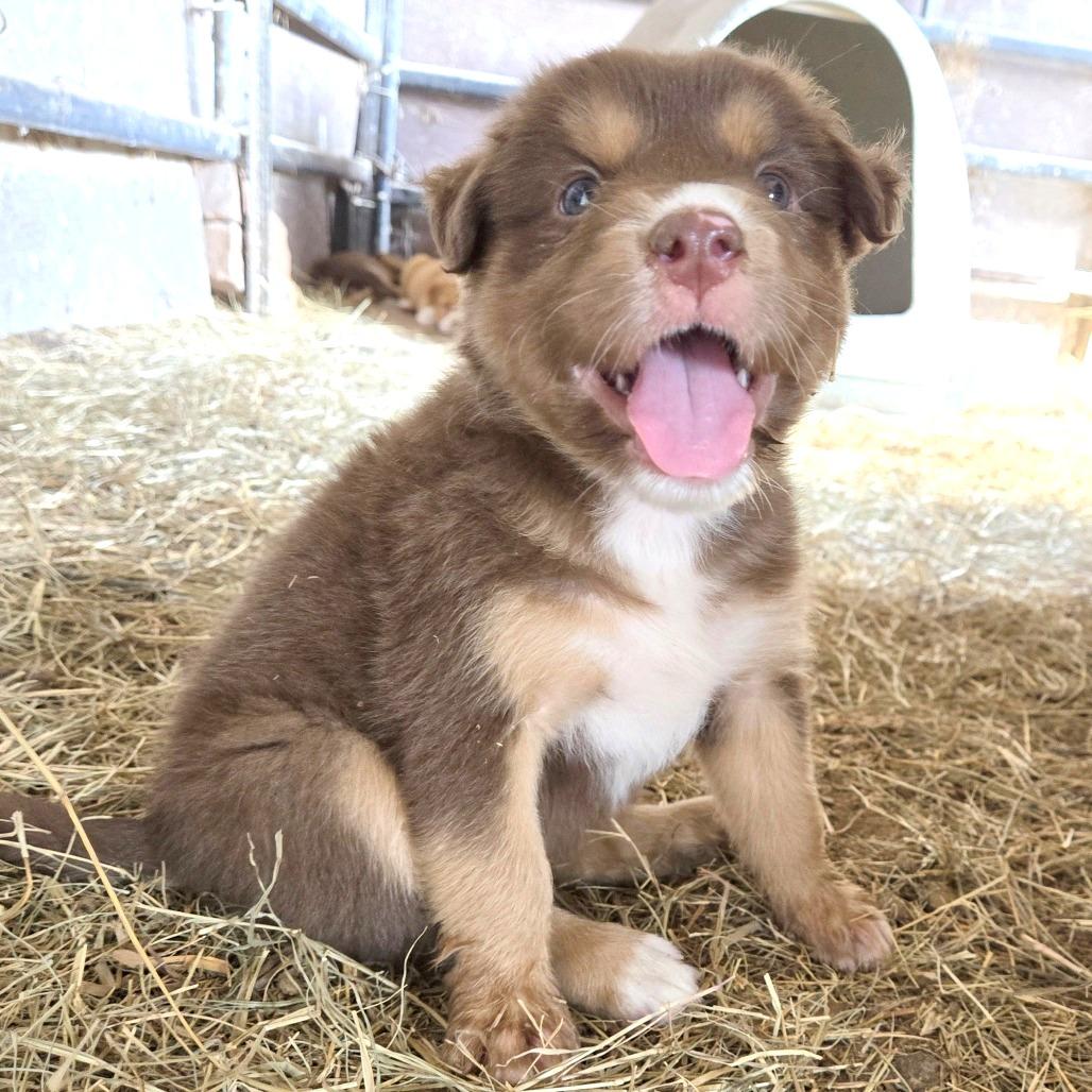 Enlarge Mila, a Adoptable Belgian Shepherd / Sheepdog in Harlingen, TX image 2/2