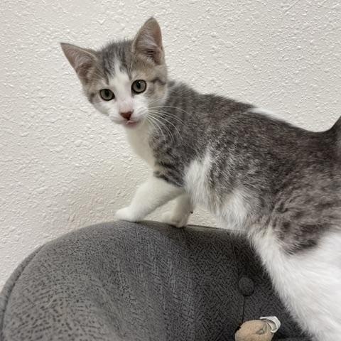 Mr. Pibb, a ADOPTABLE Domestic Short Hair in Red Wing, MN image 5/5