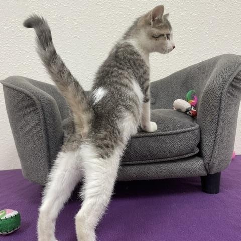 Mr. Pibb, a ADOPTABLE Domestic Short Hair in Red Wing, MN image 2/5
