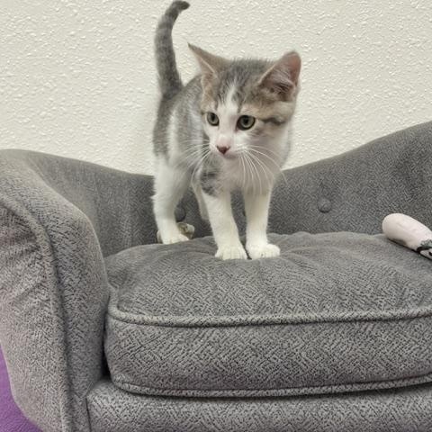 Mr. Pibb, ADOPTABLE, Kitten Male Domestic Short Hair.