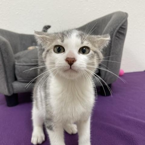 Mr. Pibb, a ADOPTABLE Domestic Short Hair in Red Wing, MN image 3/5