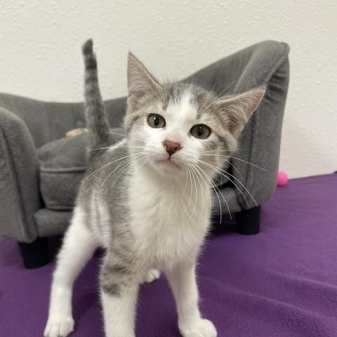 Mr. Pibb, a ADOPTABLE Domestic Short Hair in Red Wing, MN image 4/5