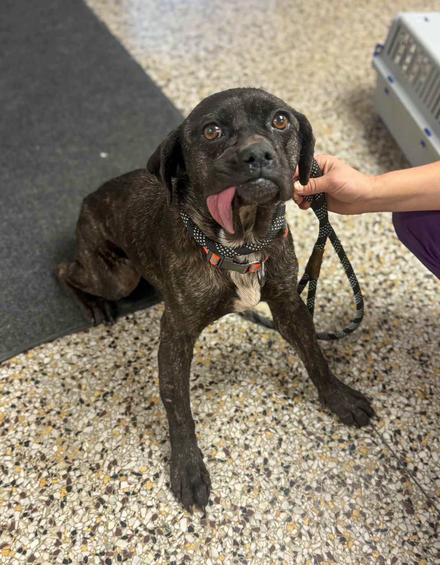 Enlarge Smidge, a ADOPTABLE Mixed Breed in Indianapolis, IN image 1/1