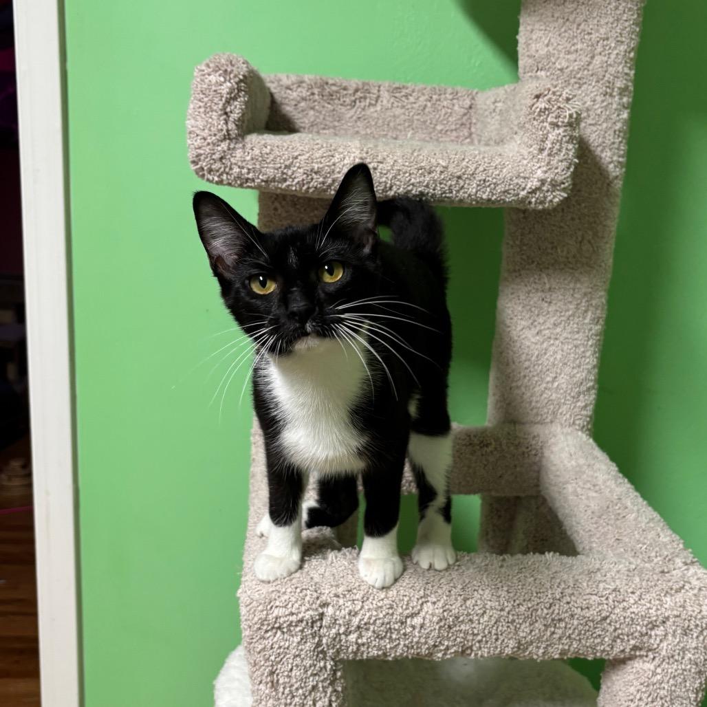 Enlarge Tulip, a Adoptable Domestic Short Hair in Granville, OH image 1/5