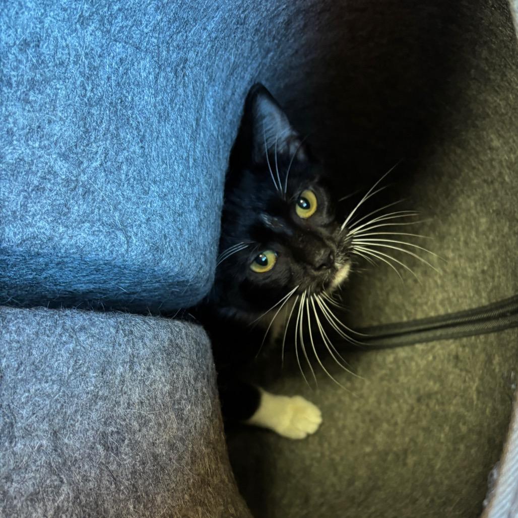 Enlarge Tulip, a Adoptable Domestic Short Hair in Granville, OH image 2/5