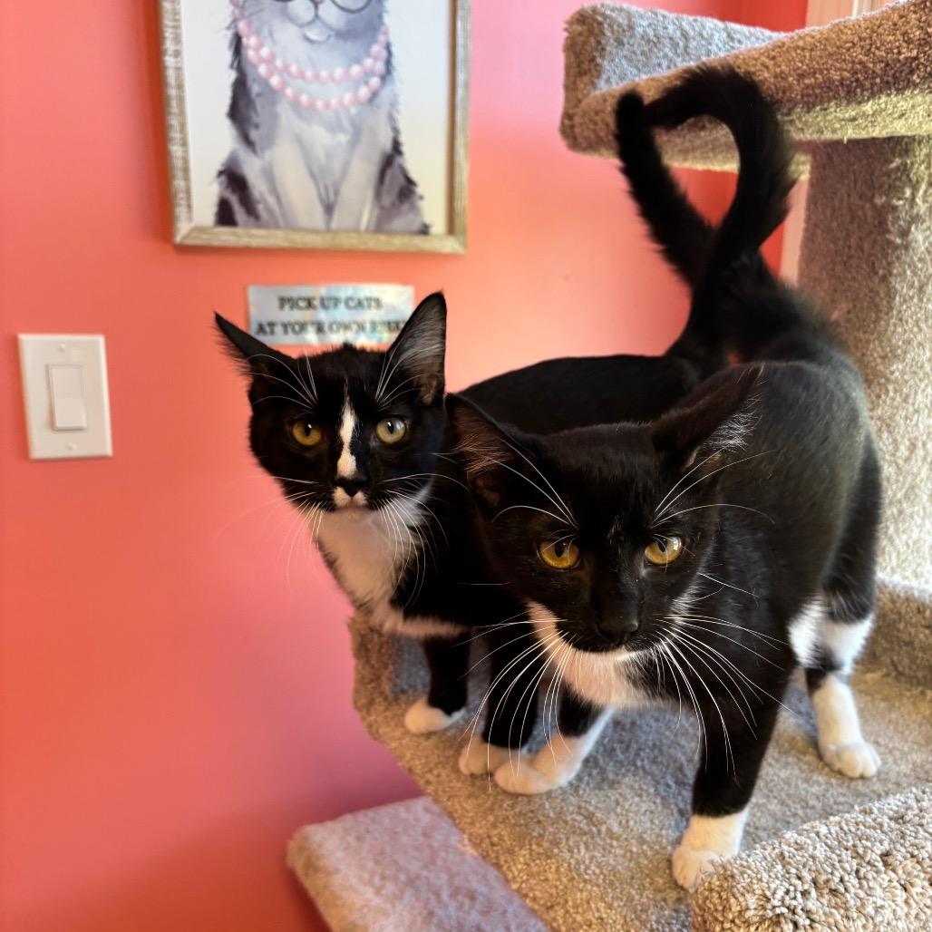 Enlarge Tulip, a Adoptable Domestic Short Hair in Granville, OH image 3/5