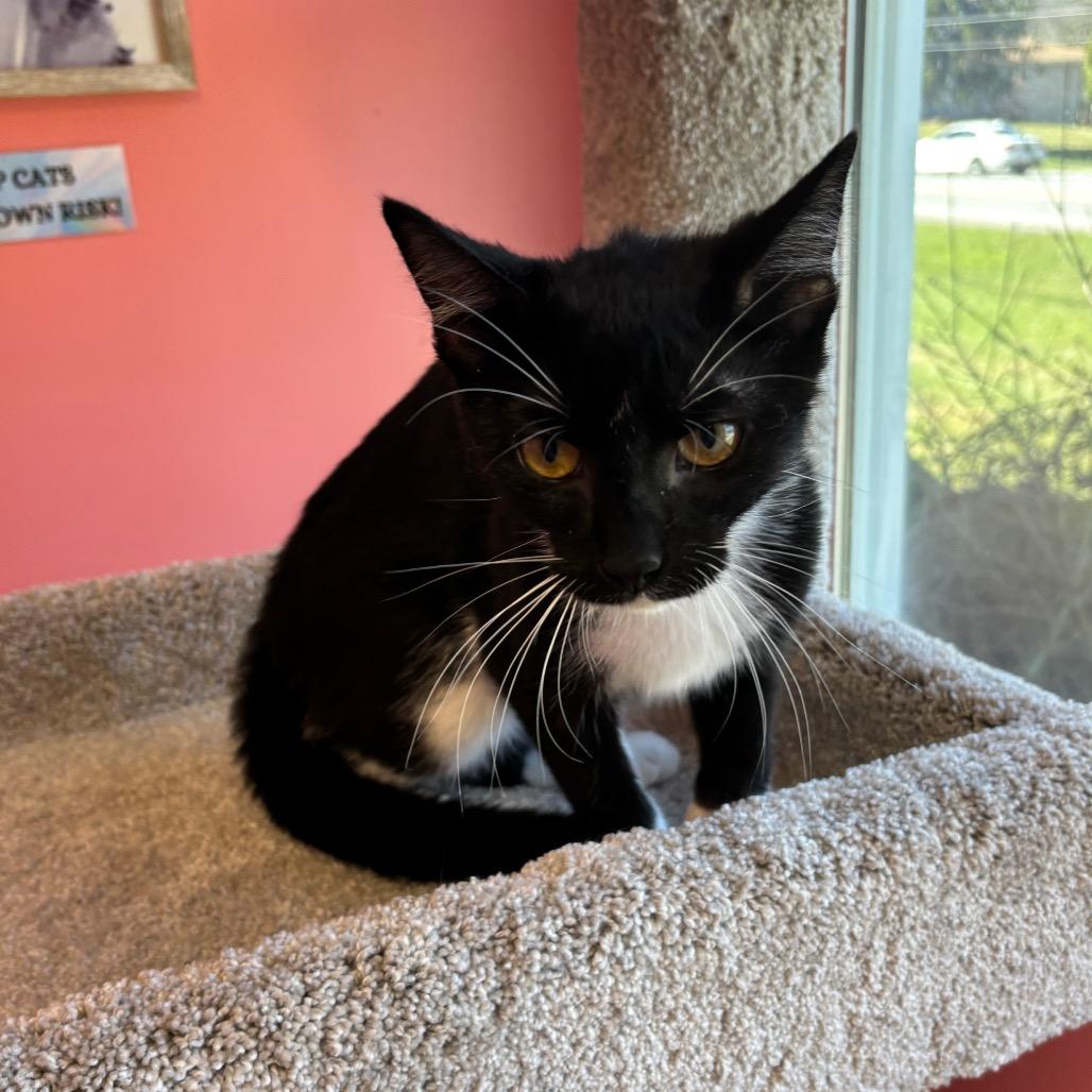 Enlarge Tulip, a Adoptable Domestic Short Hair in Granville, OH image 4/5