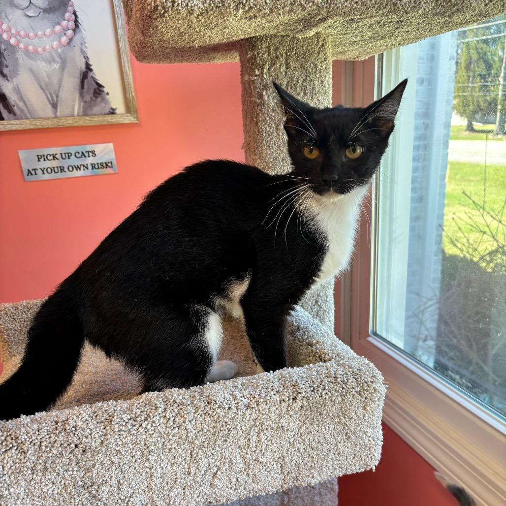 Enlarge Tulip, a Adoptable Domestic Short Hair in Granville, OH image 5/5