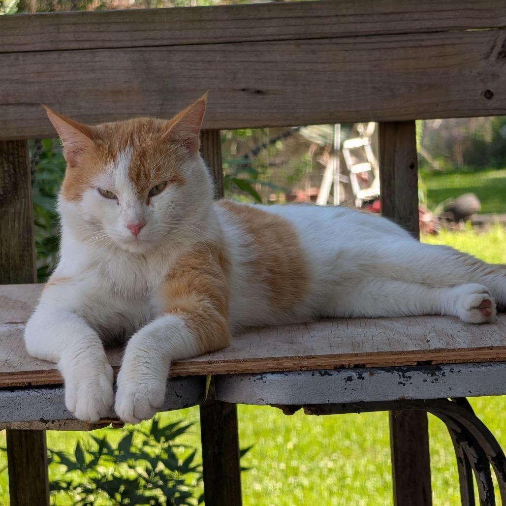 Oliver and Simon, a Adoptable Domestic Short Hair in Beaumont, TX image 2/2