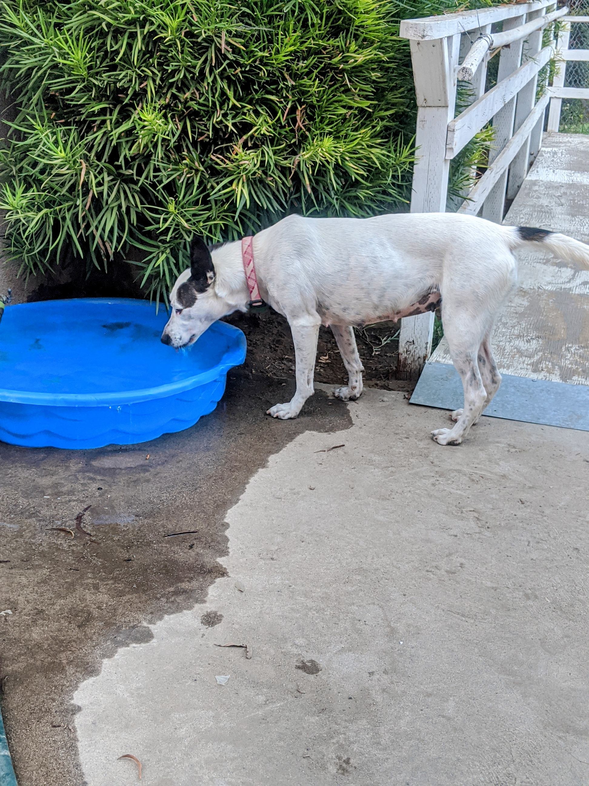 Enlarge Kelly, a Adoptable mixed breed in Parlier, CA image 2/6
