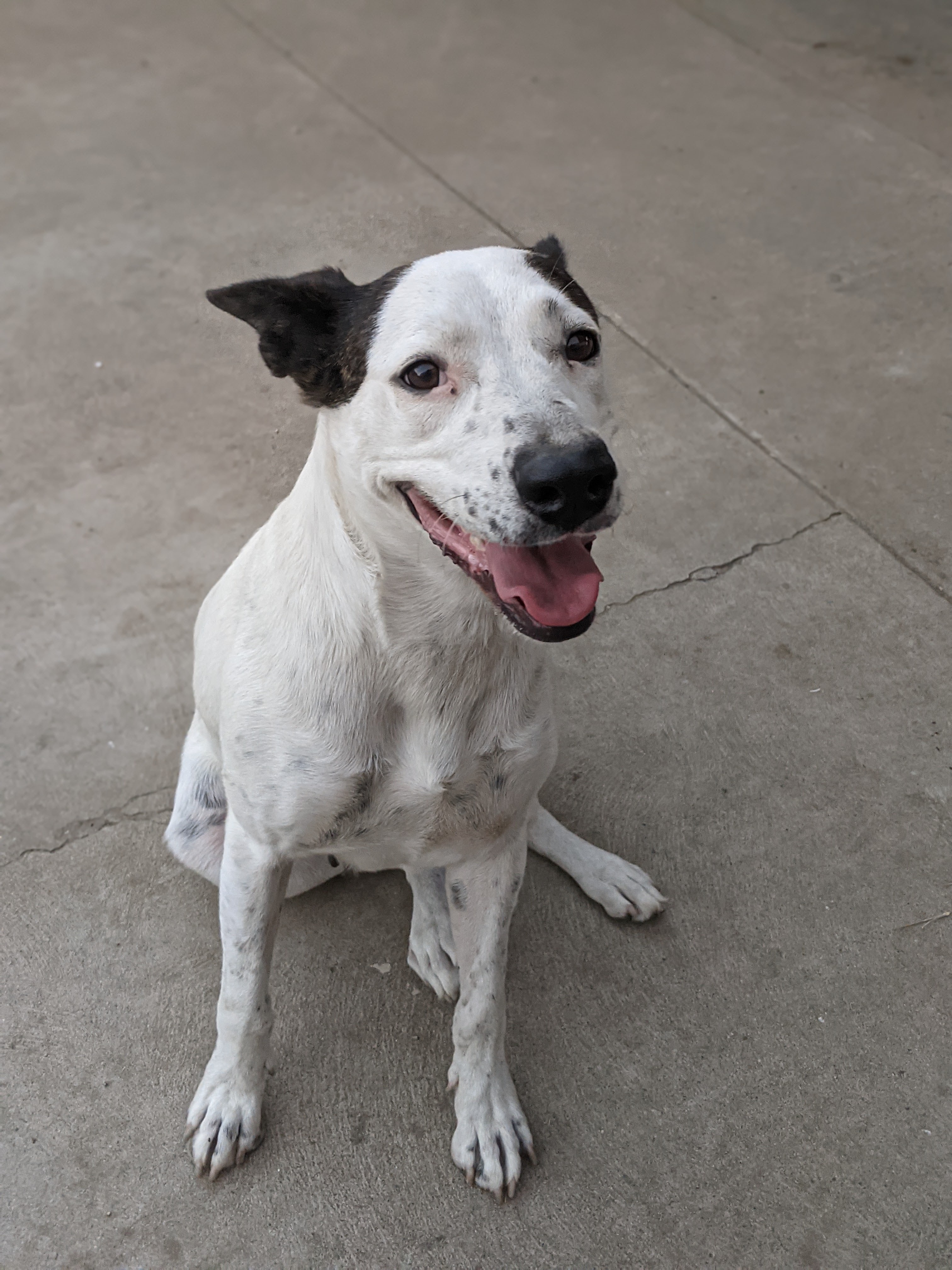Enlarge Kelly, a Adoptable mixed breed in Parlier, CA image 3/6
