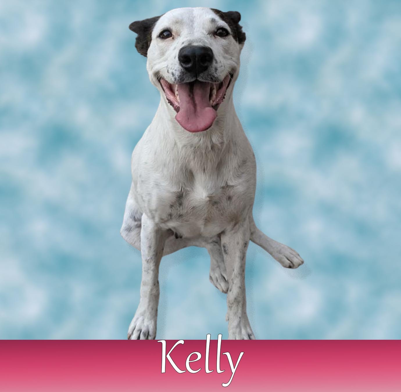 Enlarge Kelly, a Adoptable mixed breed in Parlier, CA image 4/6