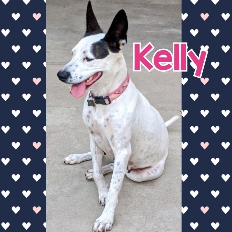 Enlarge Kelly, a Adoptable mixed breed in Parlier, CA image 5/6