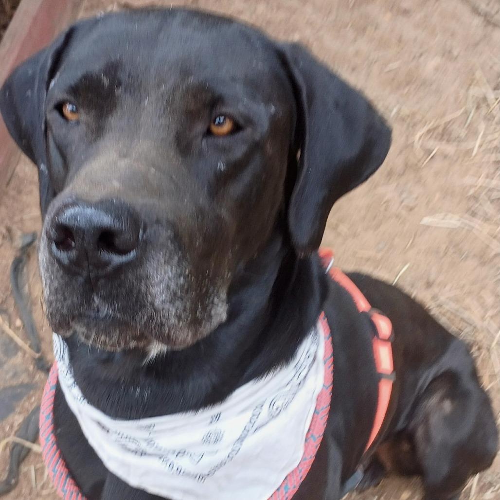 Clifford 25-09-121, Adoptable, Adult Male Great Dane.