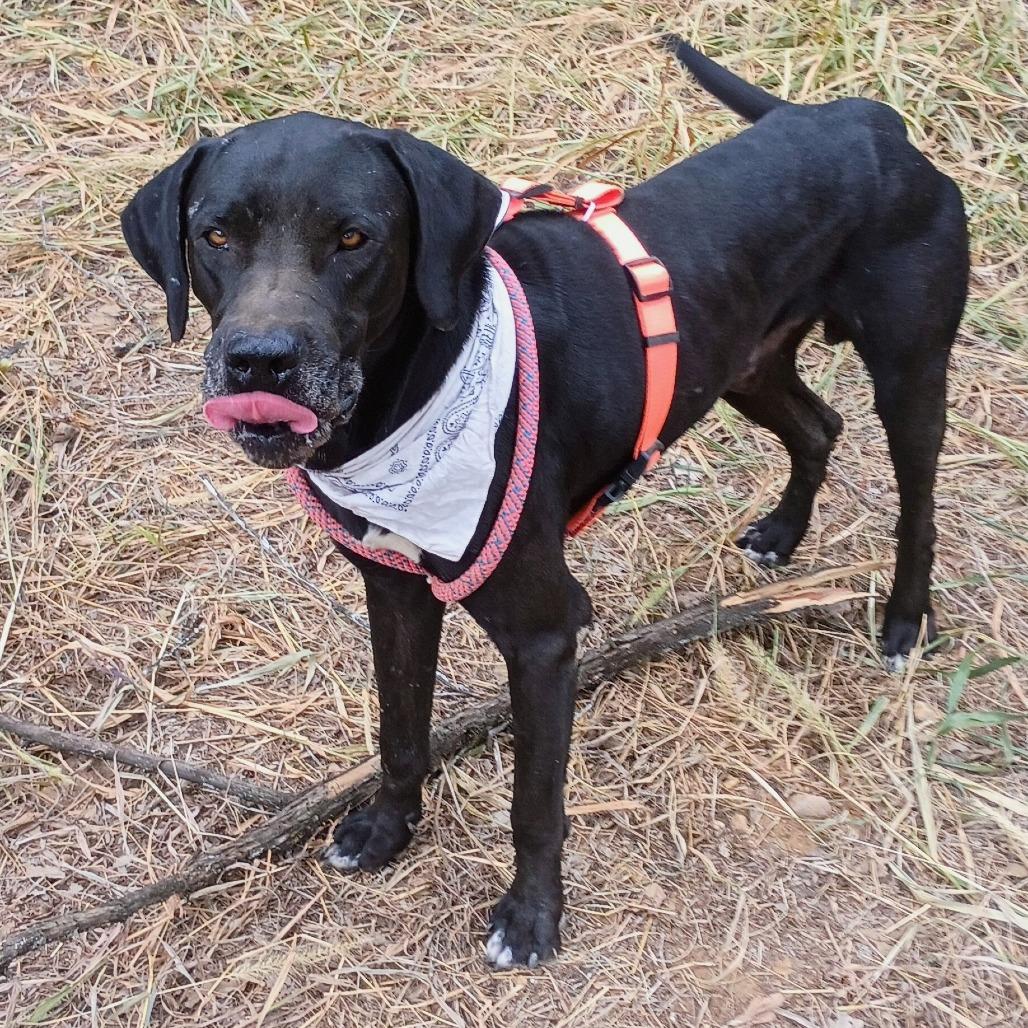 Enlarge Clifford 25-09-121, a Adoptable Great Dane in Bastrop, TX image 2/5