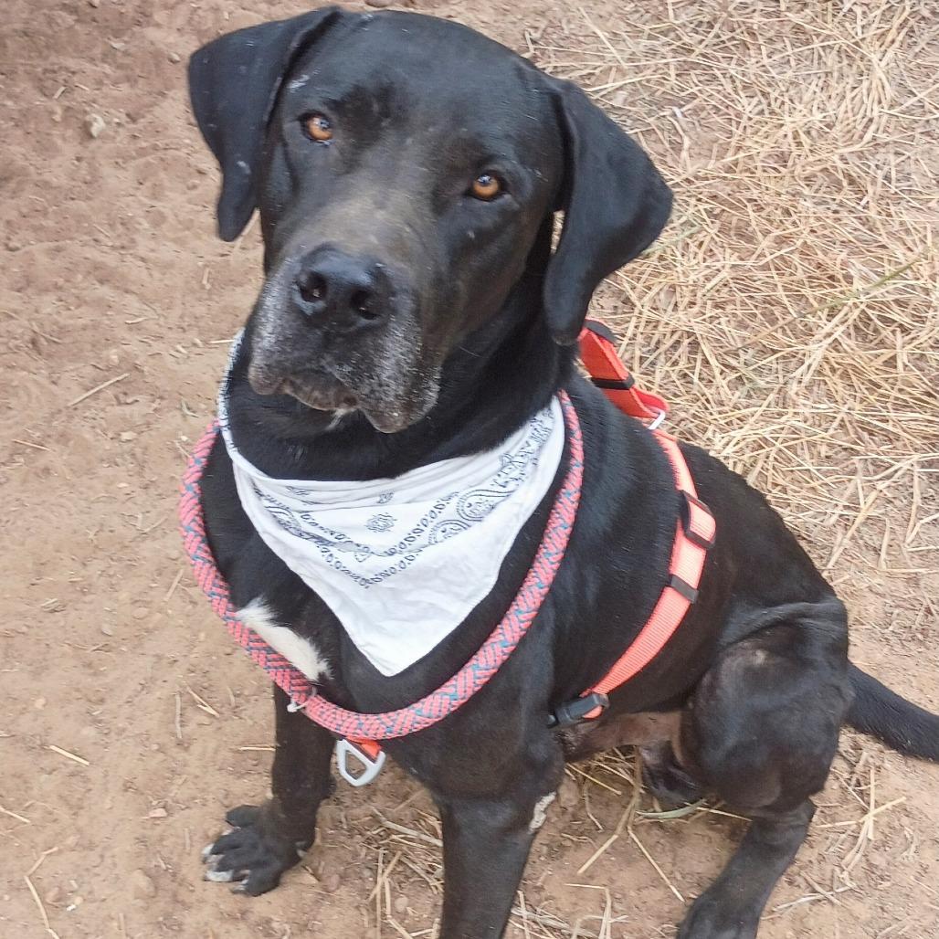 Enlarge Clifford 25-09-121, a Adoptable Great Dane in Bastrop, TX image 3/5