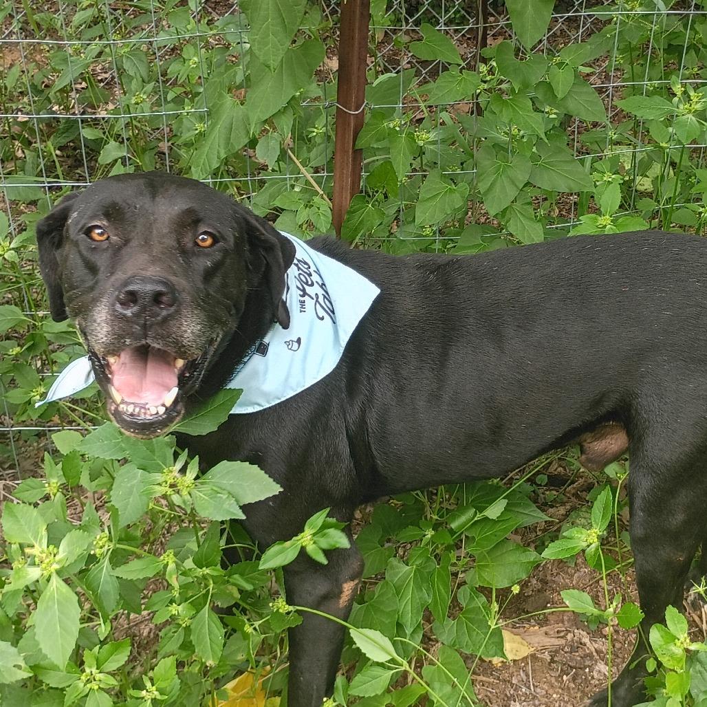 Enlarge Clifford 25-09-121, a Adoptable Great Dane in Bastrop, TX image 4/6