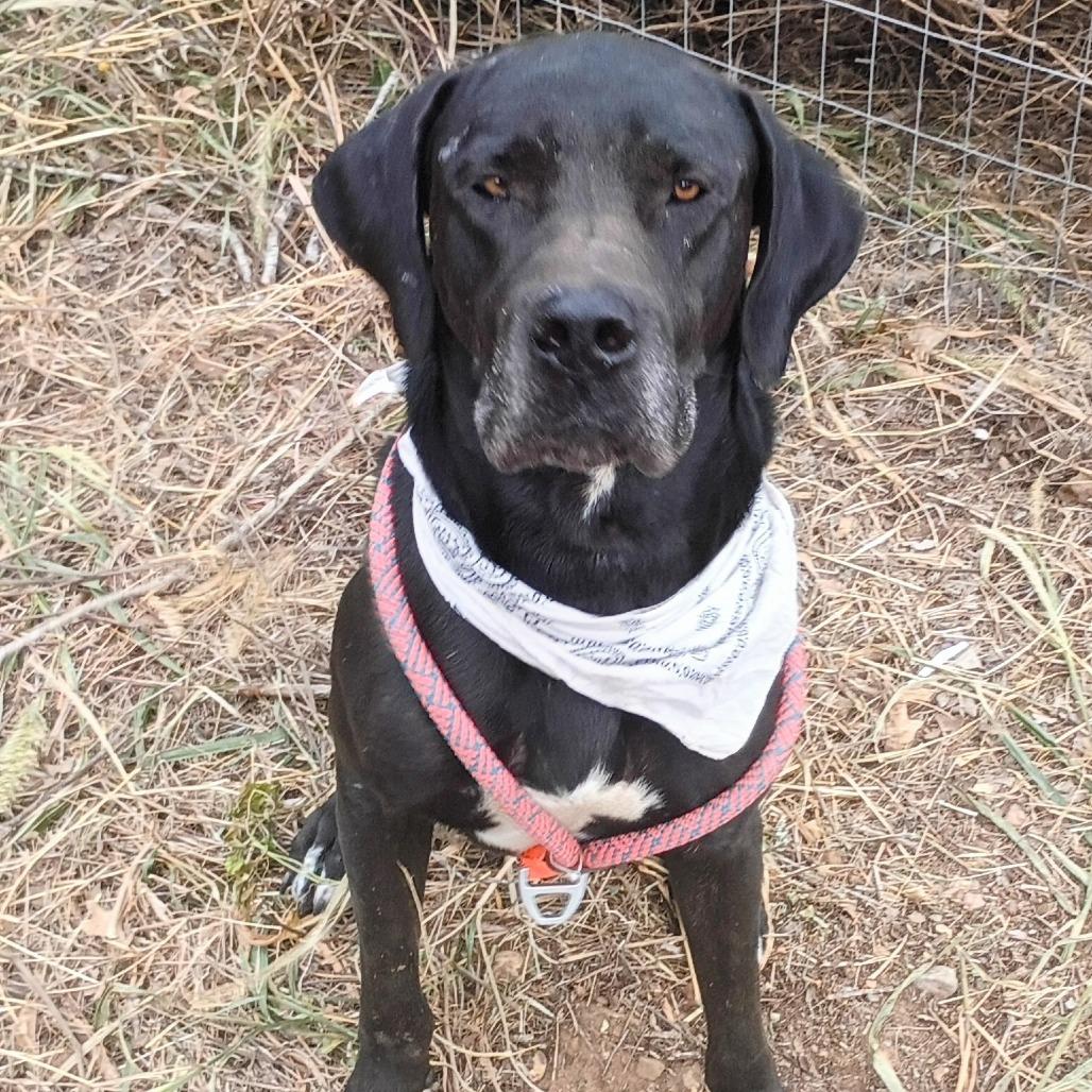 Enlarge Clifford 25-09-121, a Adoptable Great Dane in Bastrop, TX image 4/5