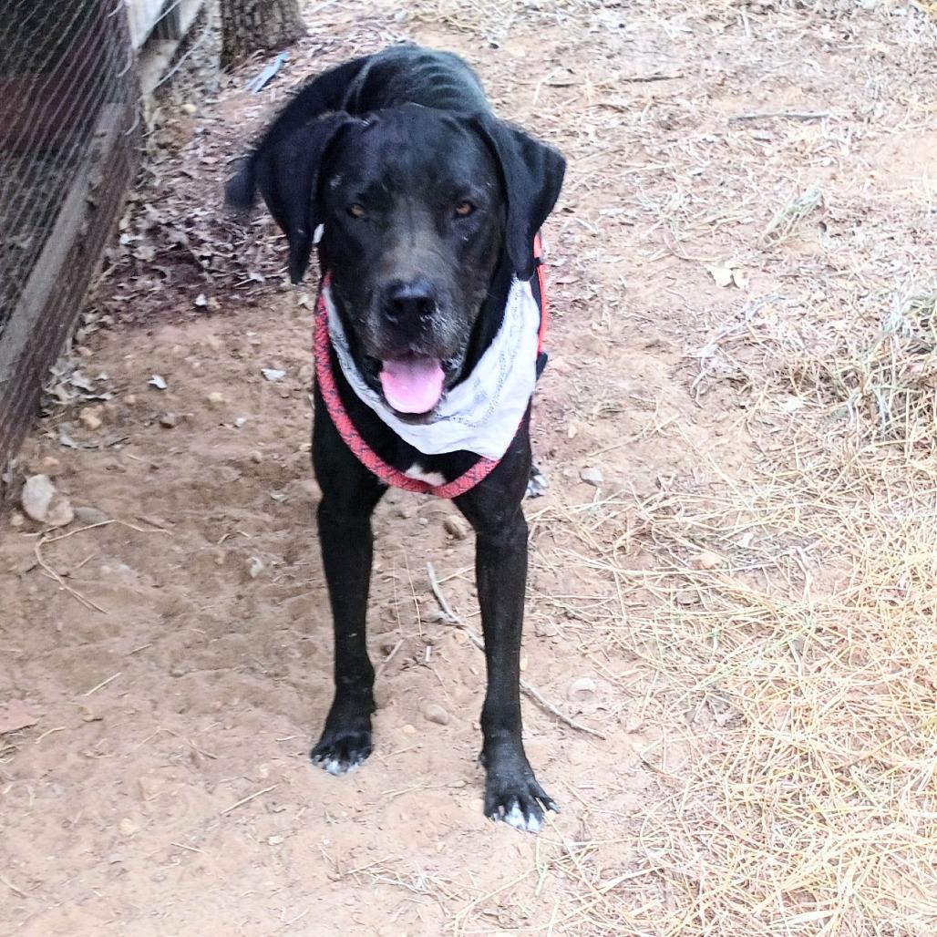 Enlarge Clifford 25-09-121, a Adoptable Great Dane in Bastrop, TX image 5/5
