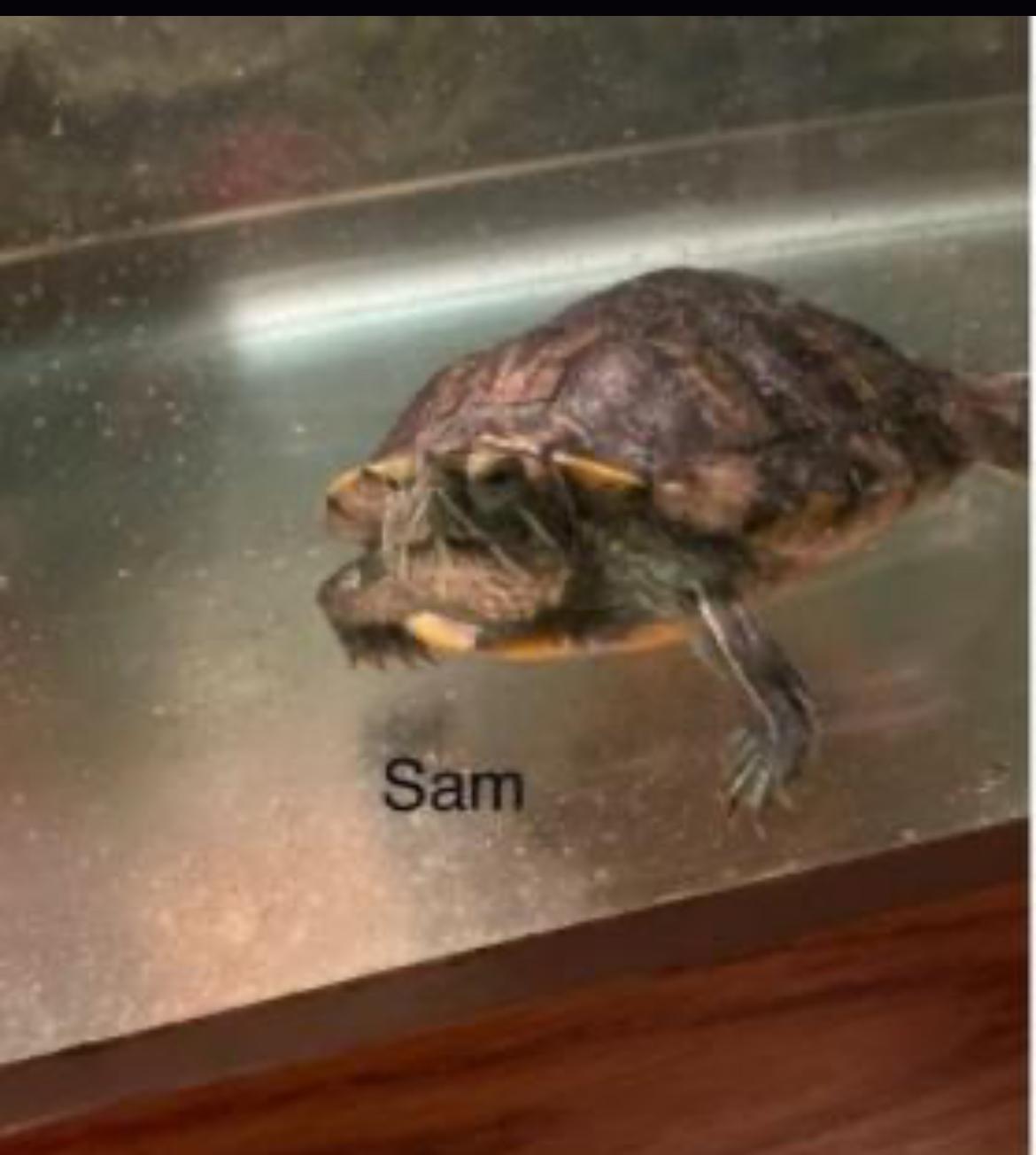 Sam, Adult Male unknown