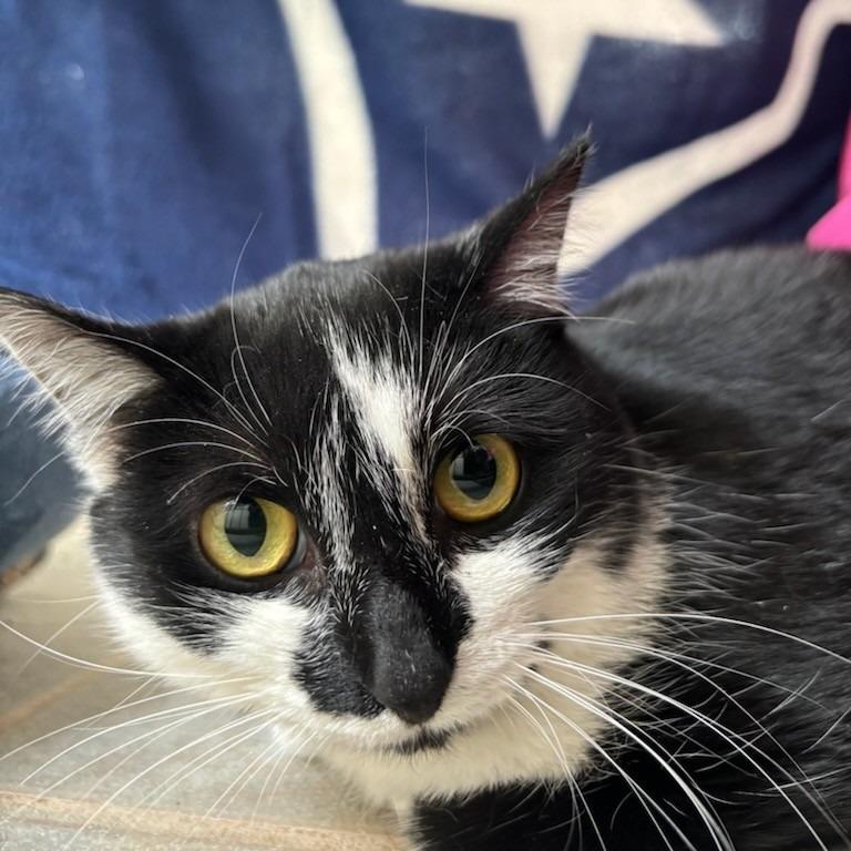 A Christmas Carol, Adoptable, Young Female Domestic Short Hair.