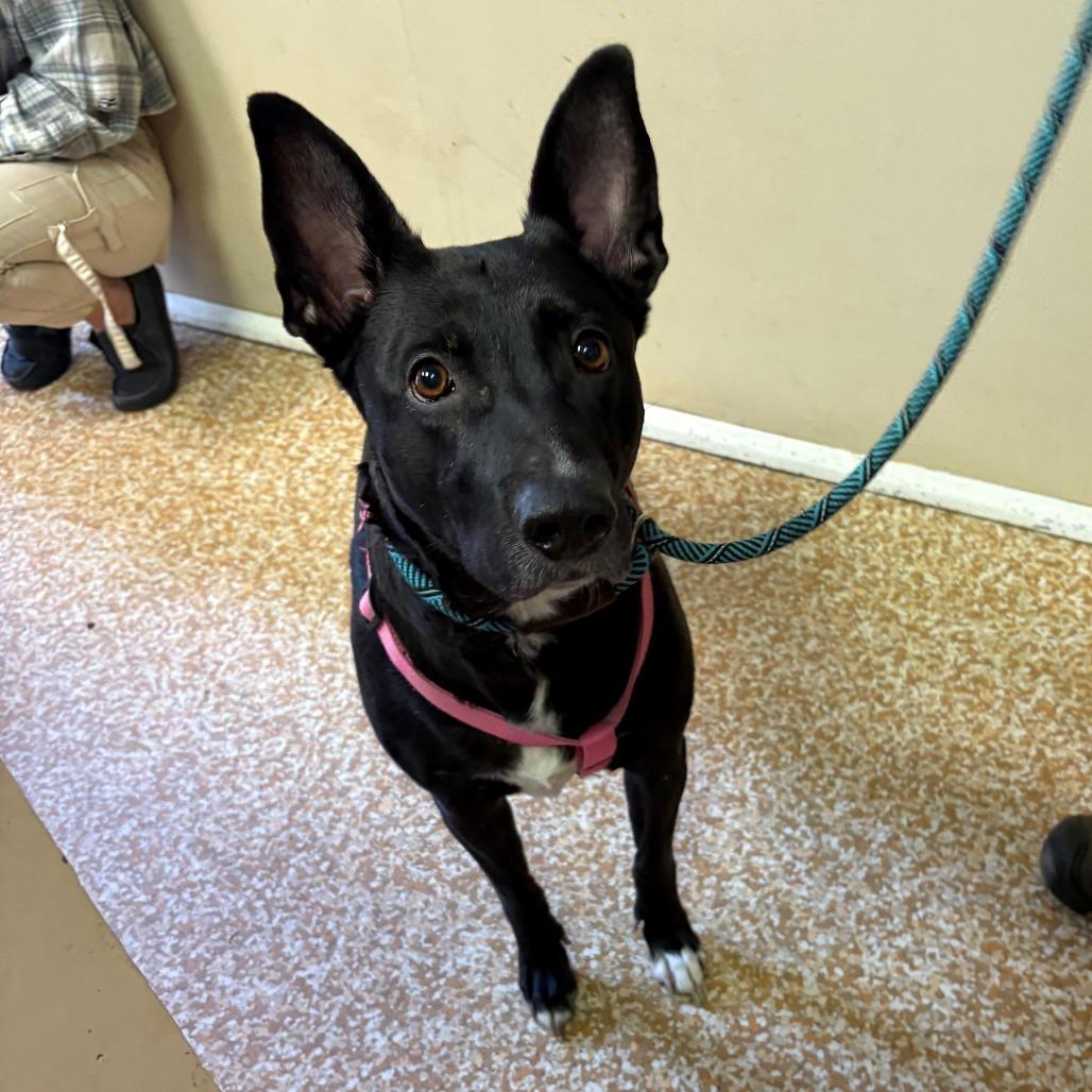 Jay, Adoptable, Adult Female German Shepherd Dog & Mixed Breed.