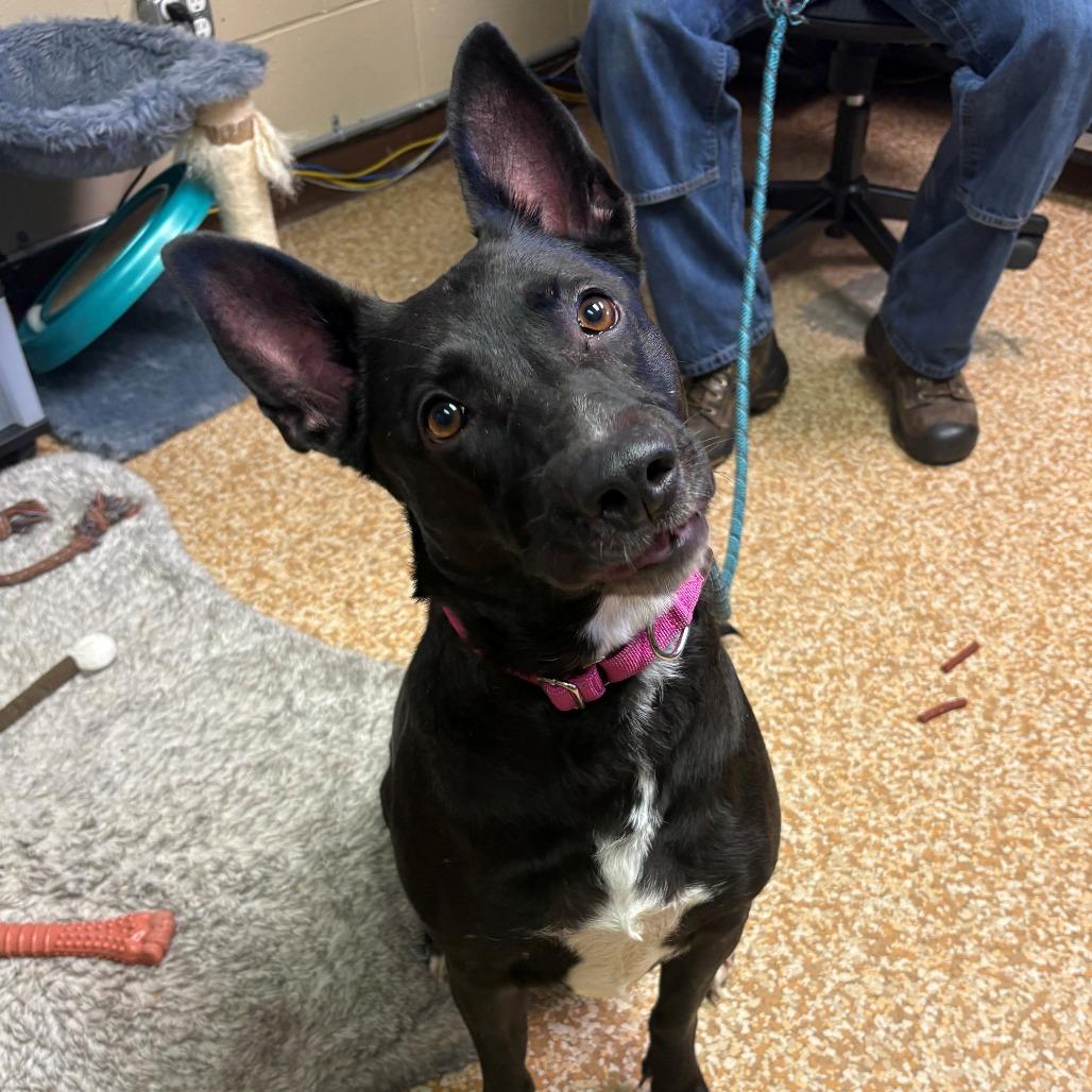 Enlarge Jay, a Adoptable mixed breed in Chehalis, WA image 2/2