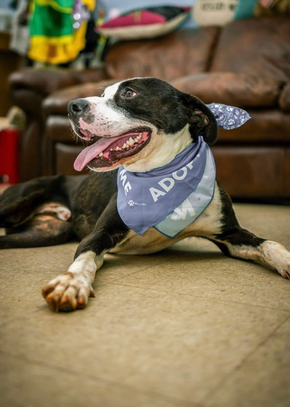 Hunter, a Adoptable mixed breed in Holly Springs, MS image 1/2