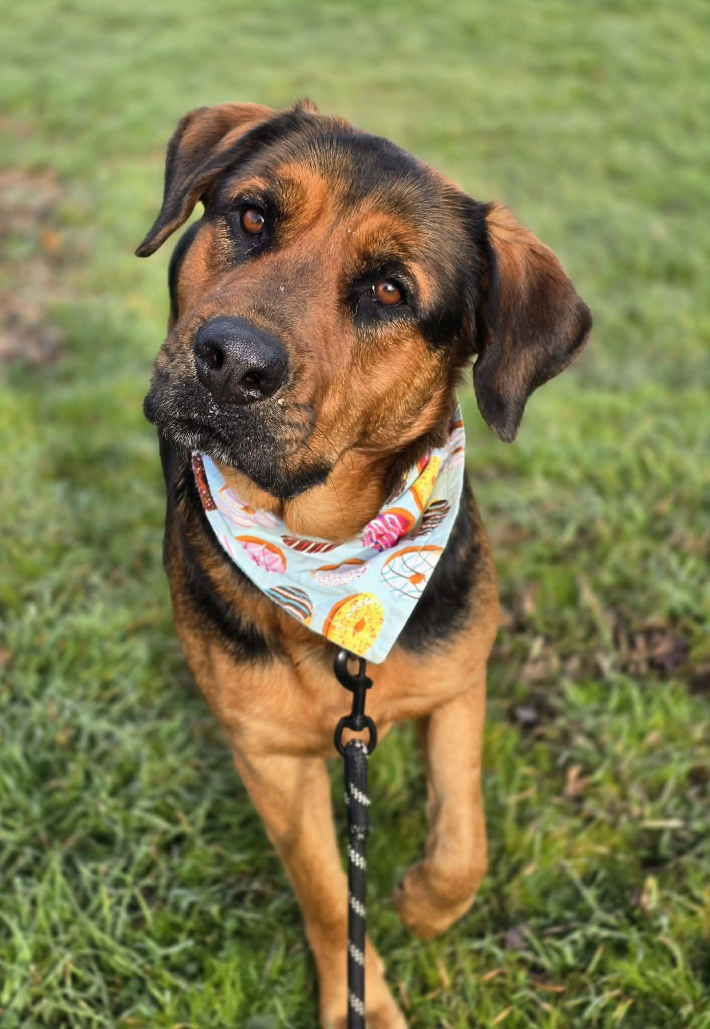 Enlarge Sequoia, an adopted mixed breed in Grants Pass, OR image 1/4