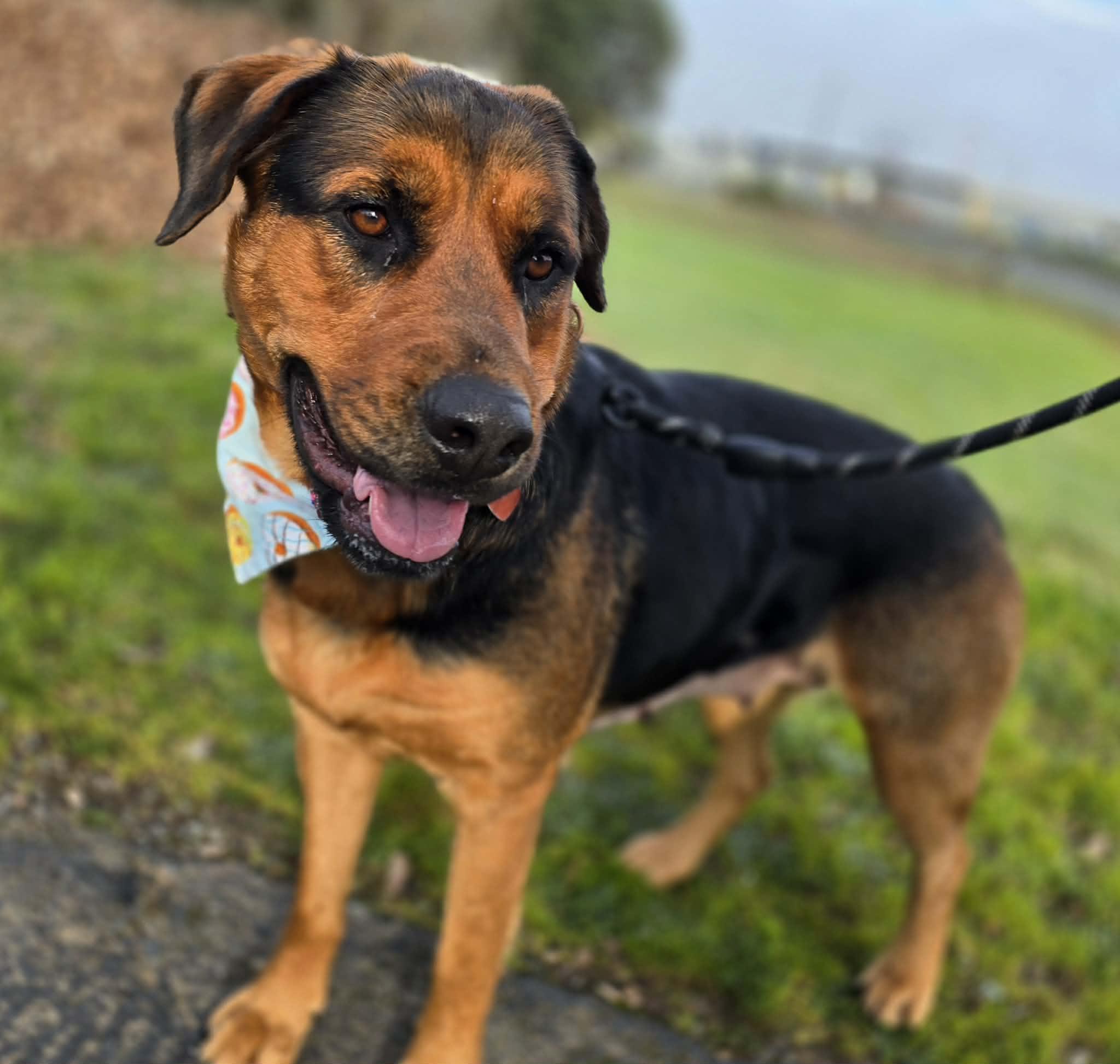 Enlarge Sequoia, an adopted mixed breed in Grants Pass, OR image 3/4