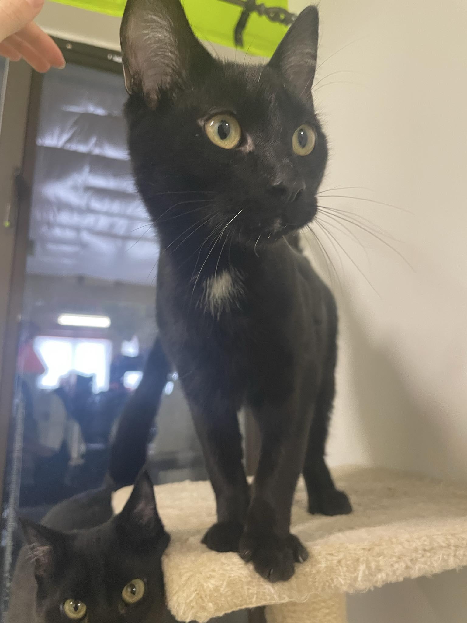 Toebeans, adopted, Kitten Male Domestic Short Hair.