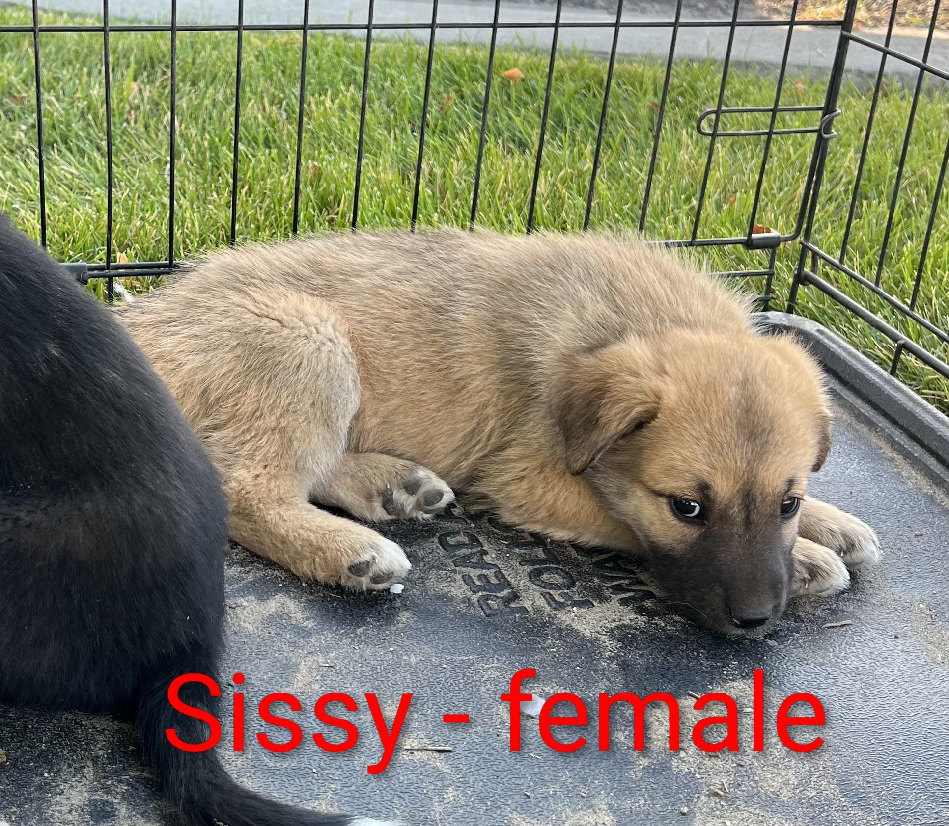 Sissy, an adoptable Border Collie, Labrador Retriever in Pocatello, ID, 83204 | Photo Image 1