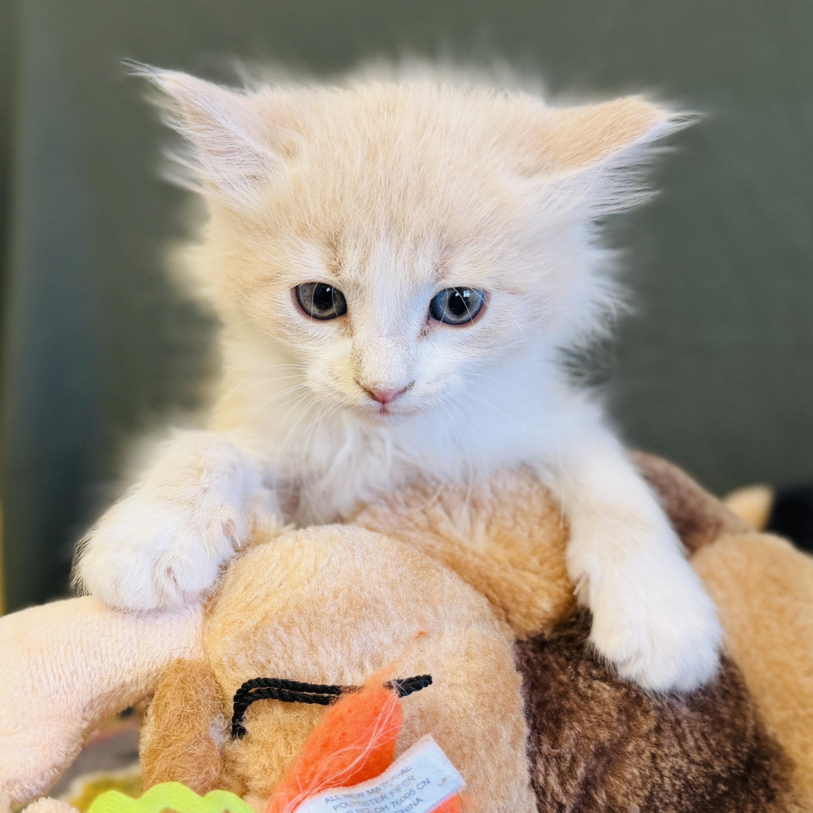 Ryker, an adoptable Domestic Long Hair in ALPINE, TX, 79830 | Photo Image 3