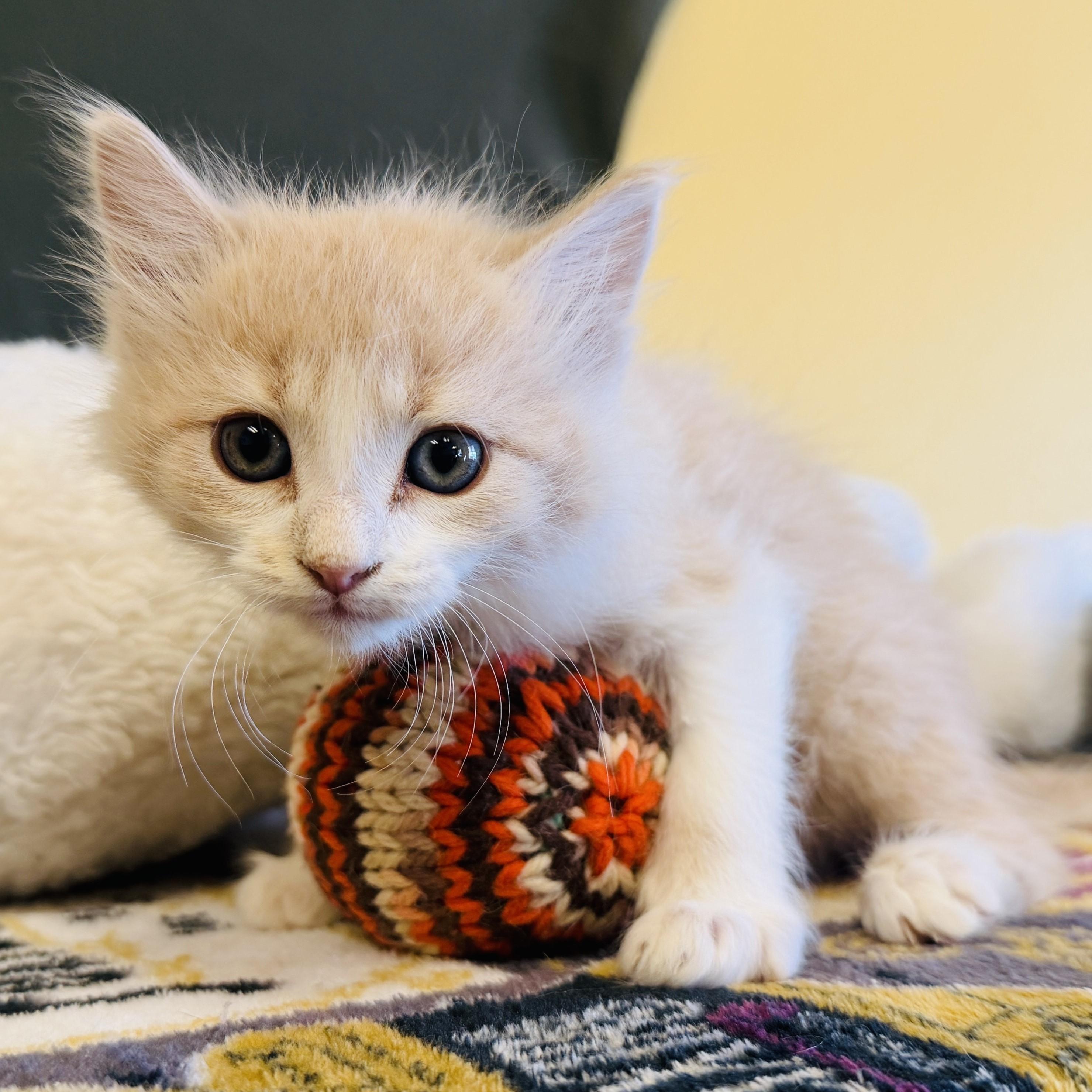 Ryker, an adoptable Domestic Long Hair in ALPINE, TX, 79830 | Photo Image 2