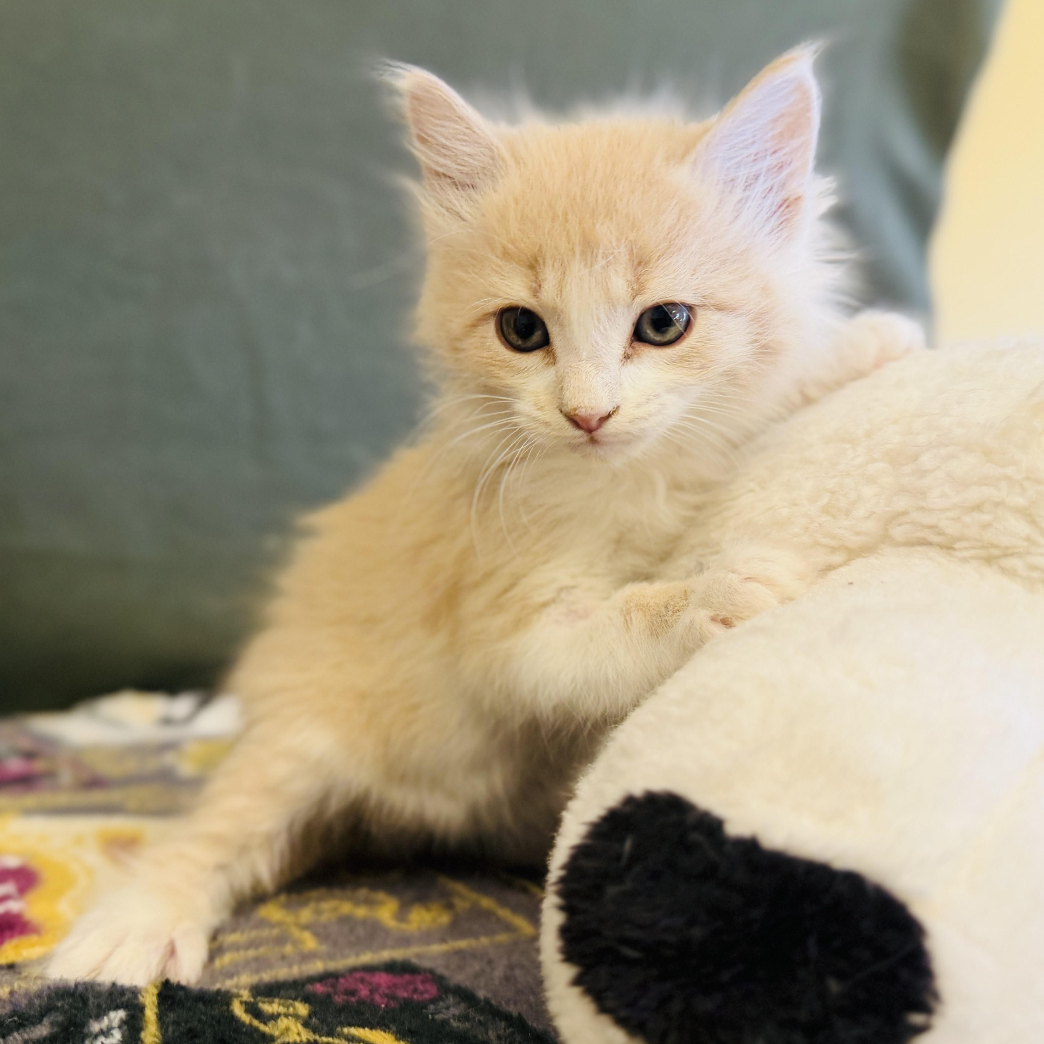 Ryker, an adoptable Domestic Long Hair in ALPINE, TX, 79830 | Photo Image 1