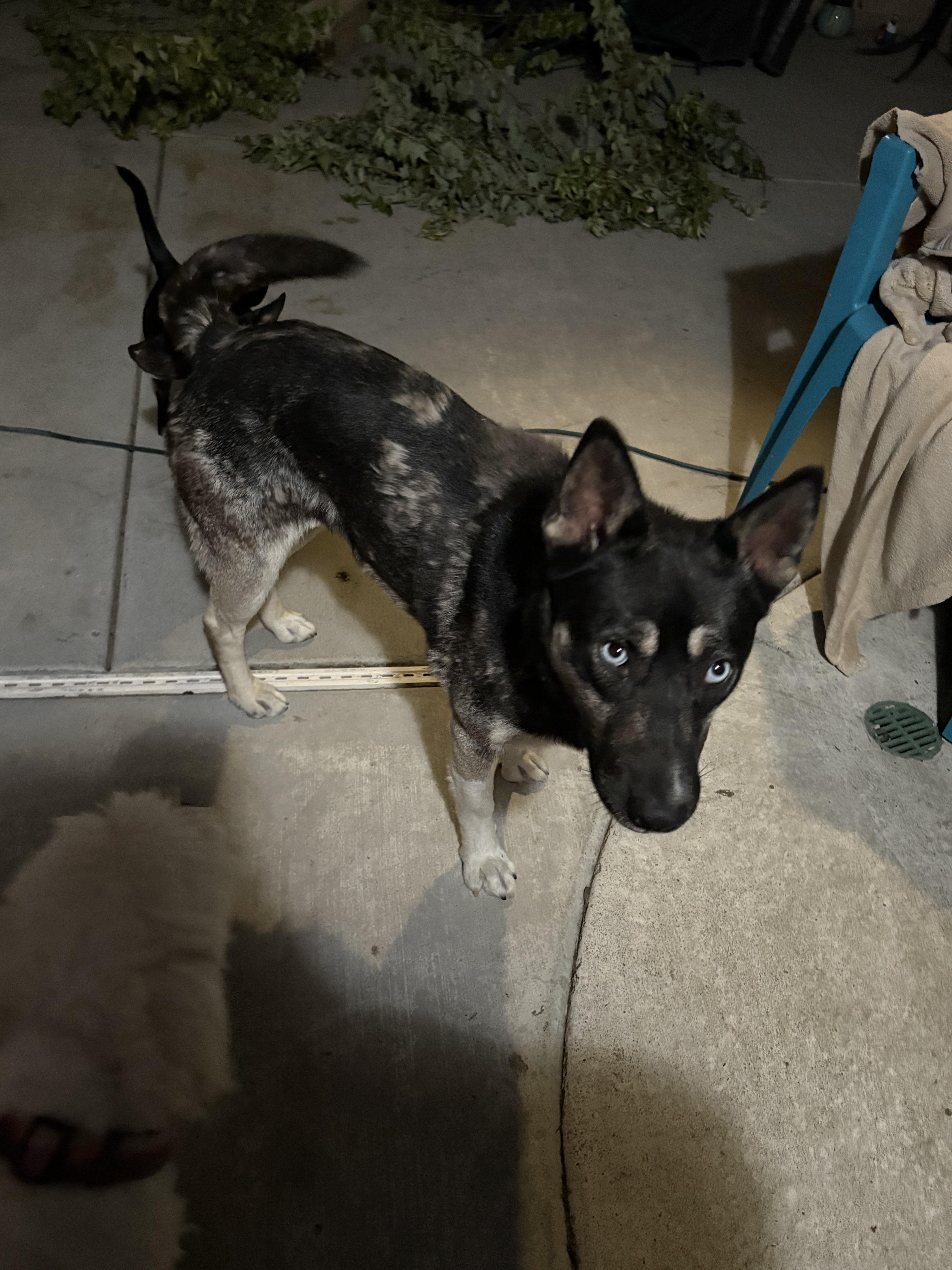 Enlarge Skye, a Adoptable mixed breed in Tracy, CA image 1/6