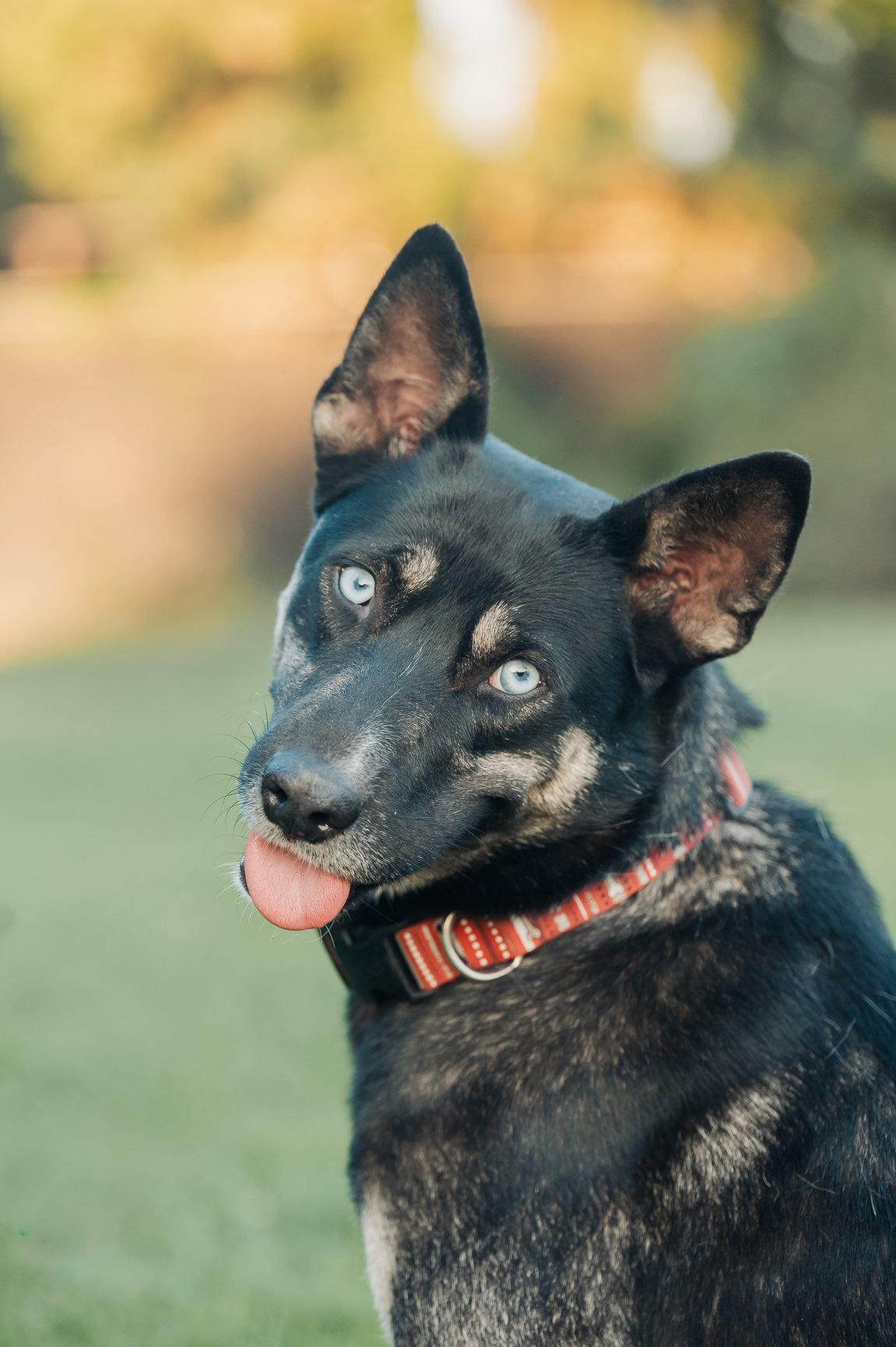 Skye, Adoptable, Adult Female Cardigan Welsh Corgi & German Shepherd Dog.