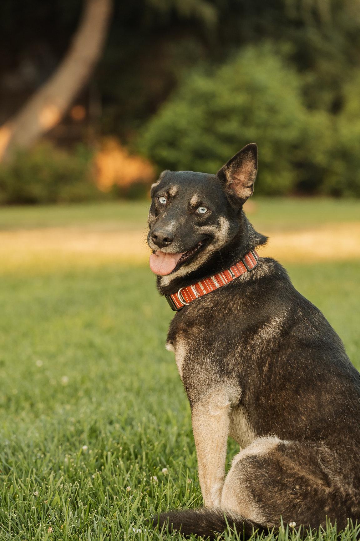 Enlarge Skye, a Adoptable mixed breed in Tracy, CA image 2/6