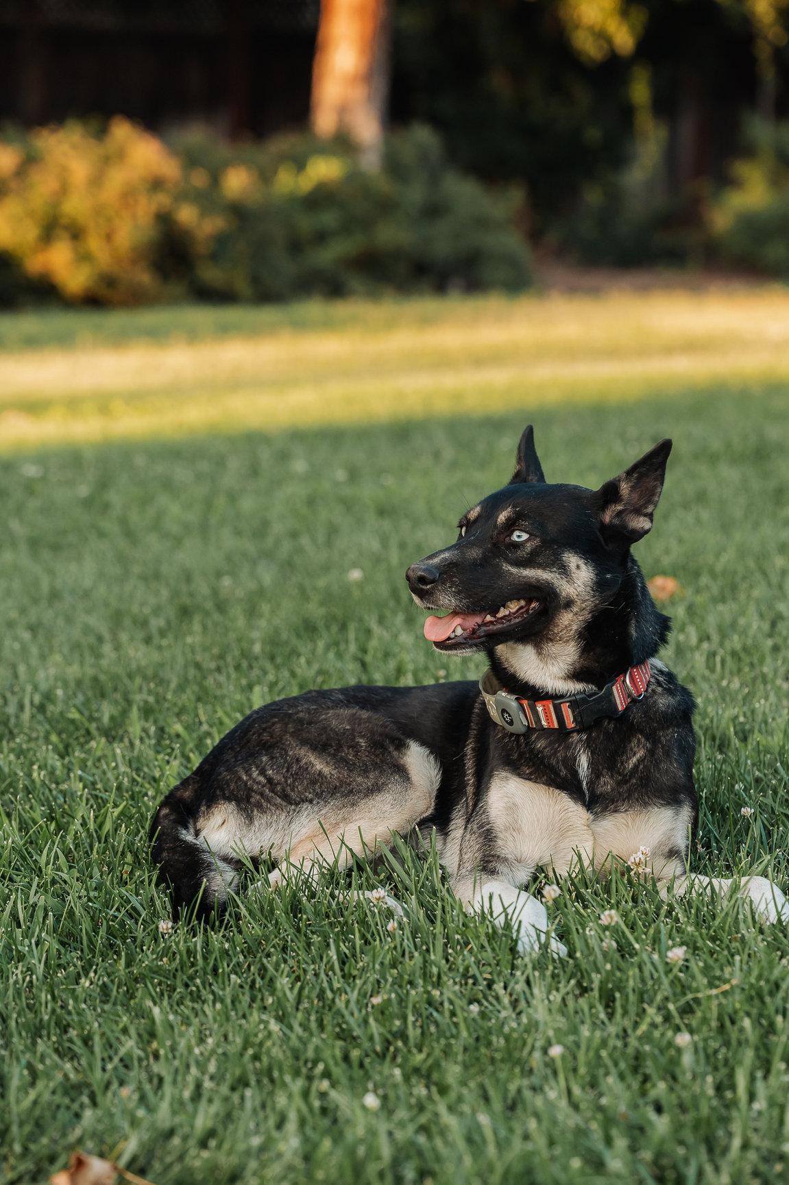 Enlarge Skye, a Adoptable mixed breed in Tracy, CA image 3/6