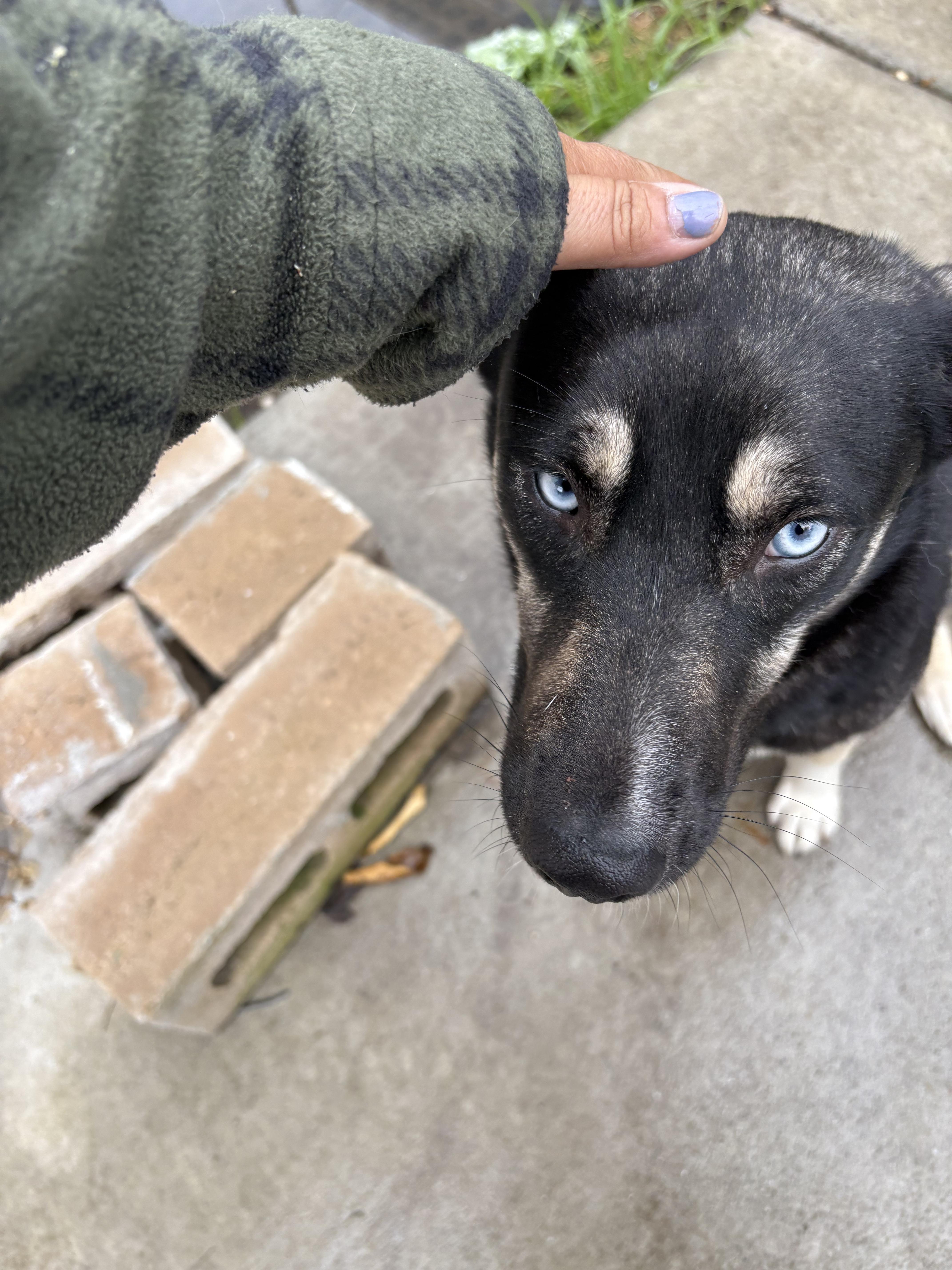 Skye, Adoptable, Adult Female Cardigan Welsh Corgi & German Shepherd Dog.