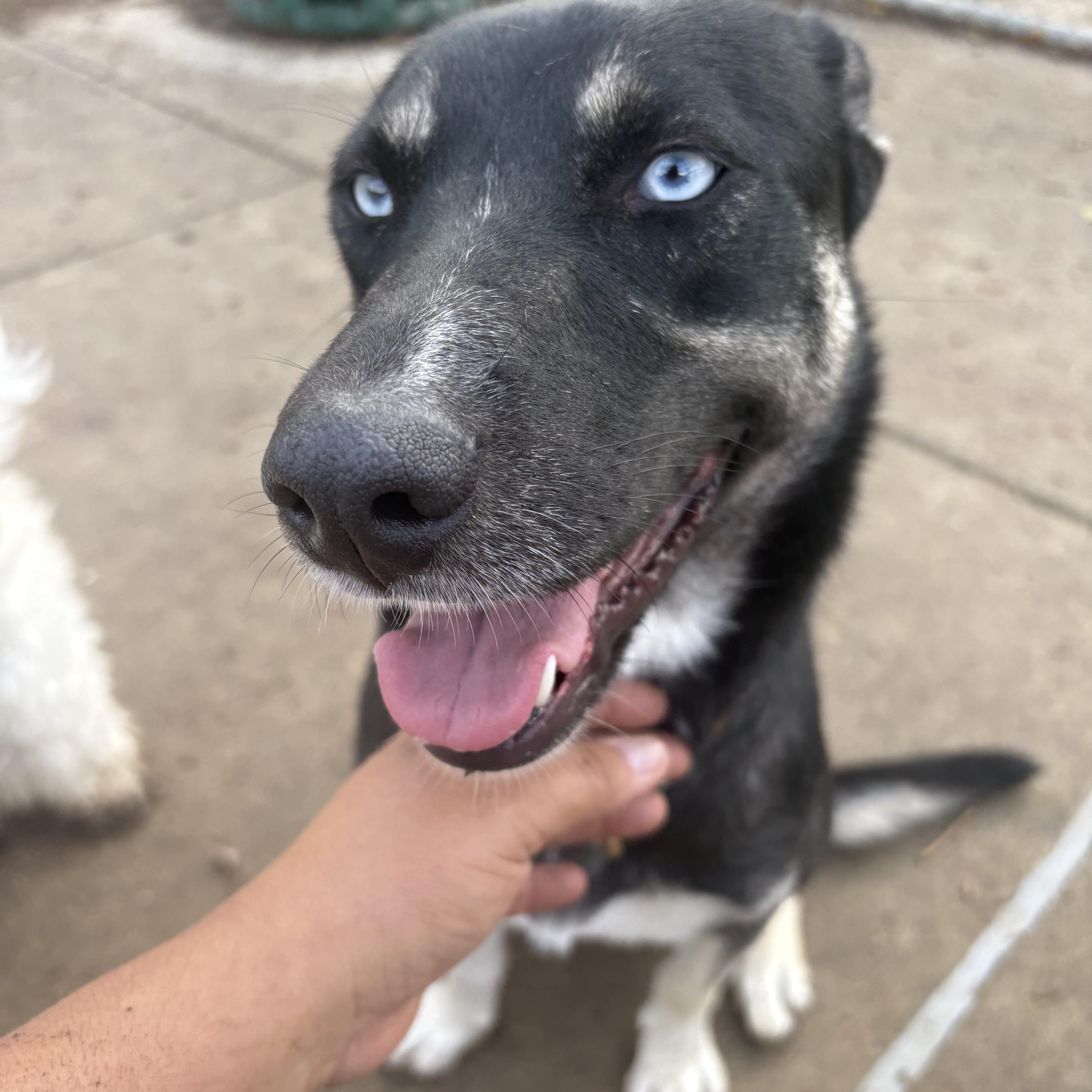 Enlarge Skye, a Adoptable mixed breed in Tracy, CA image 3/6