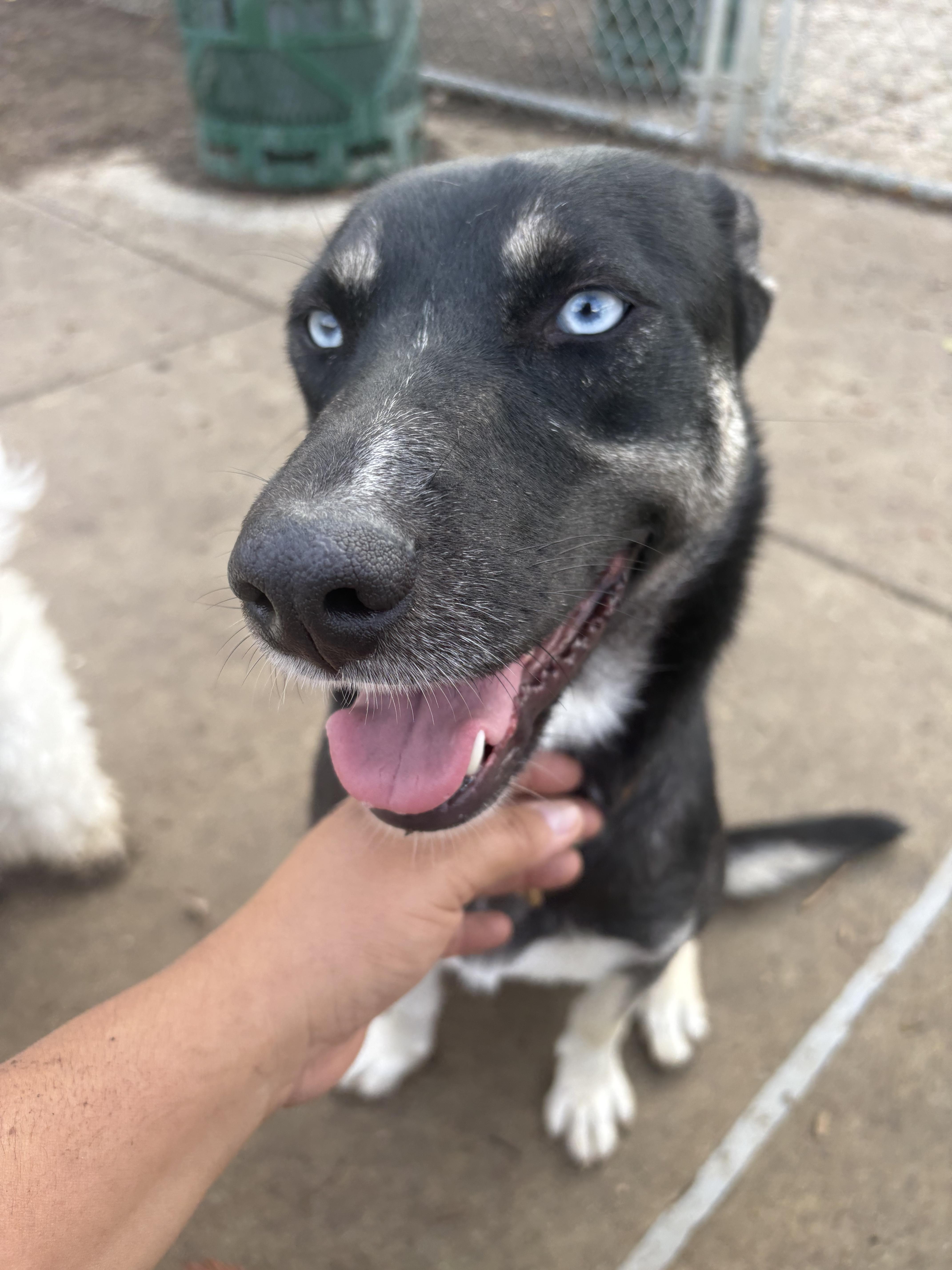 Enlarge Skye, a Adoptable mixed breed in Tracy, CA image 2/6