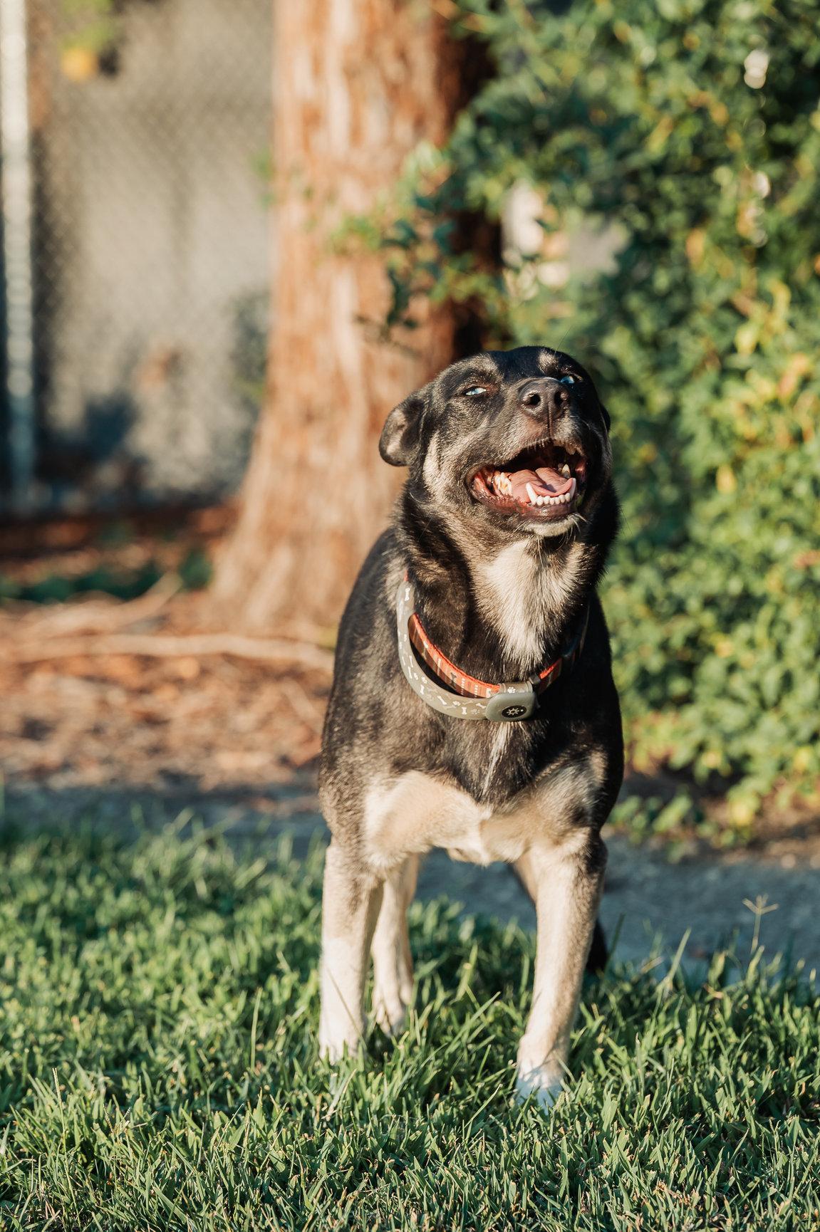 Enlarge Skye, a Adoptable mixed breed in Tracy, CA image 4/6