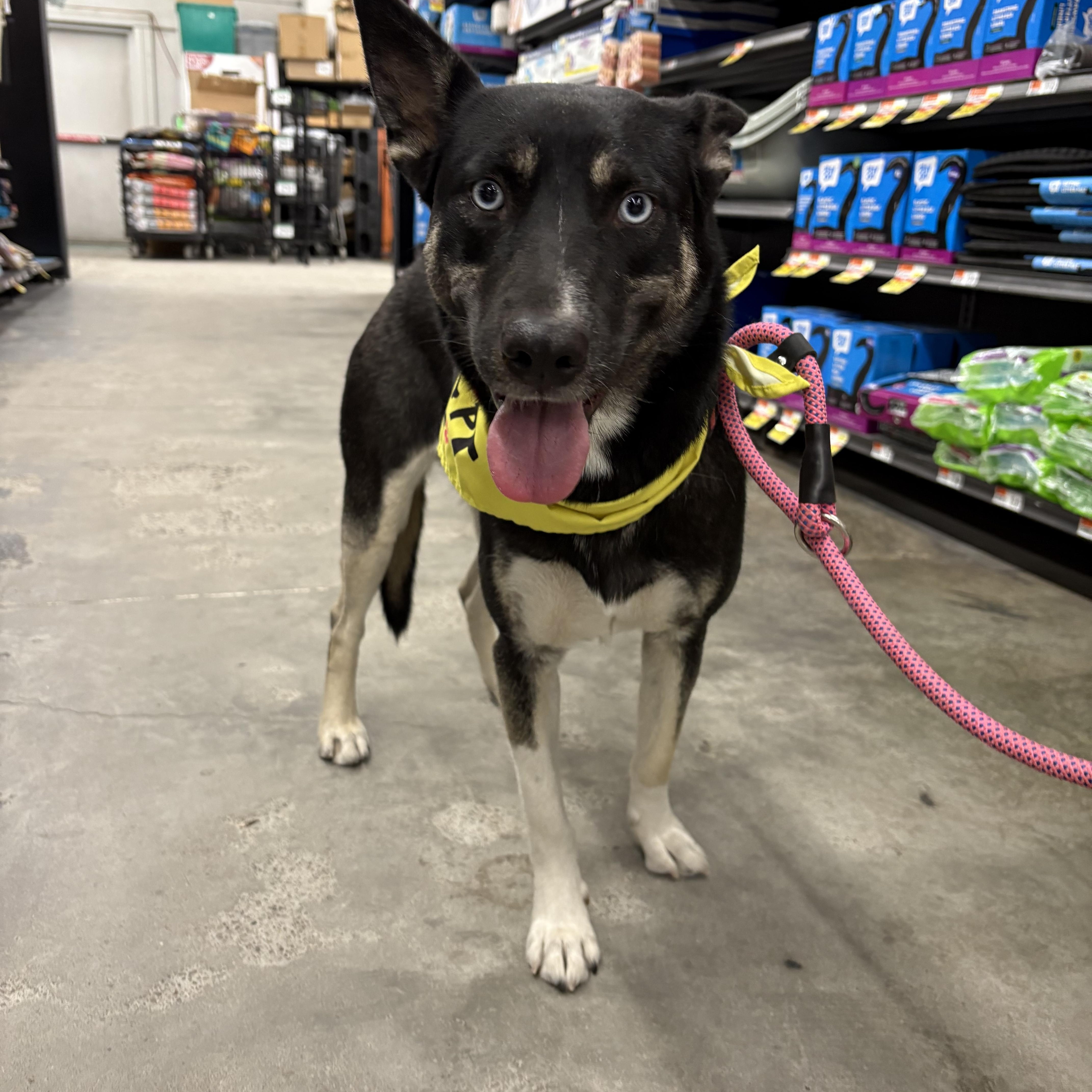 Skye, Adoptable, Adult Female Cardigan Welsh Corgi & German Shepherd Dog.