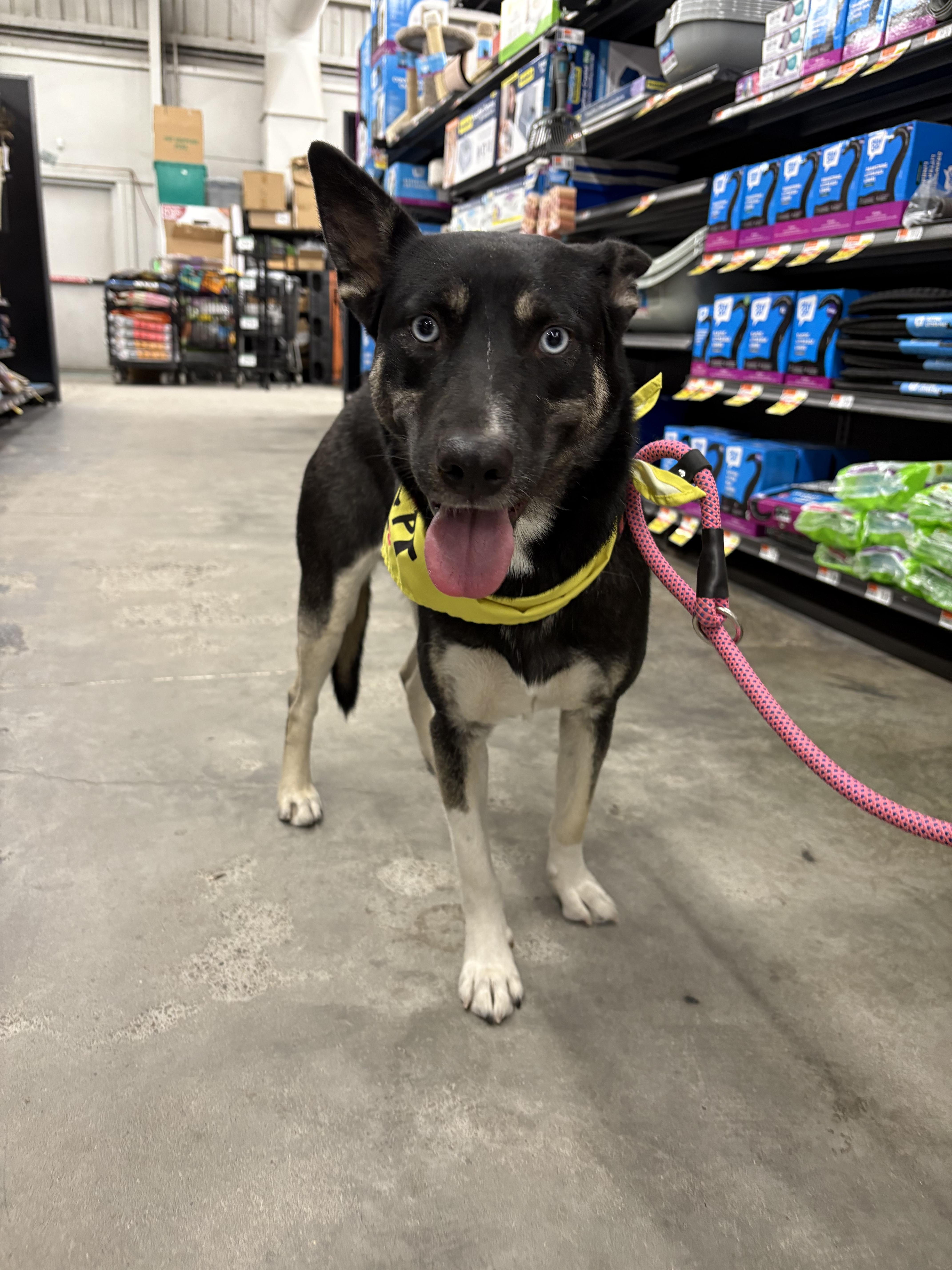 Enlarge Skye, a Adoptable mixed breed in Tracy, CA image 3/6